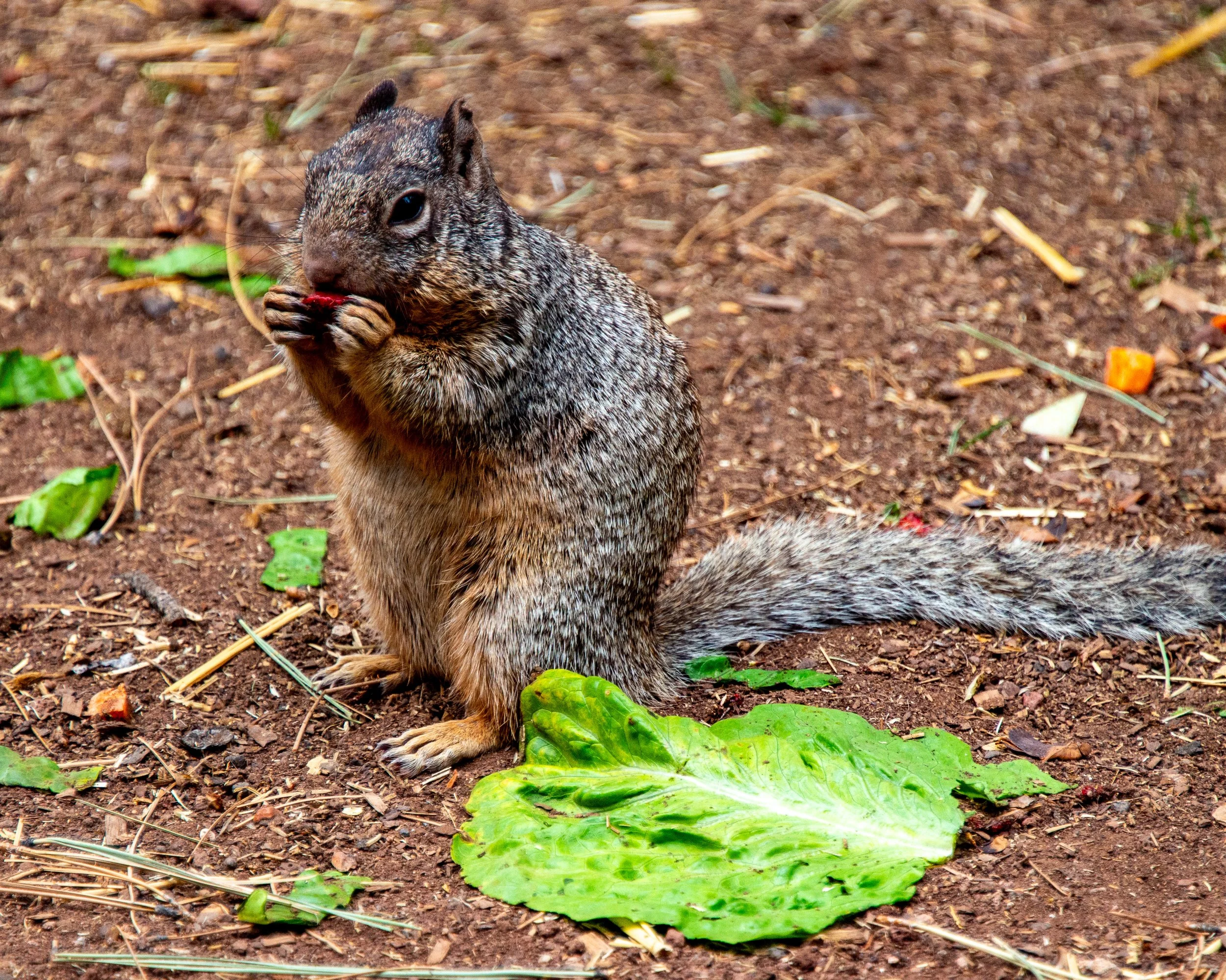 Bearizona WP-178.jpg