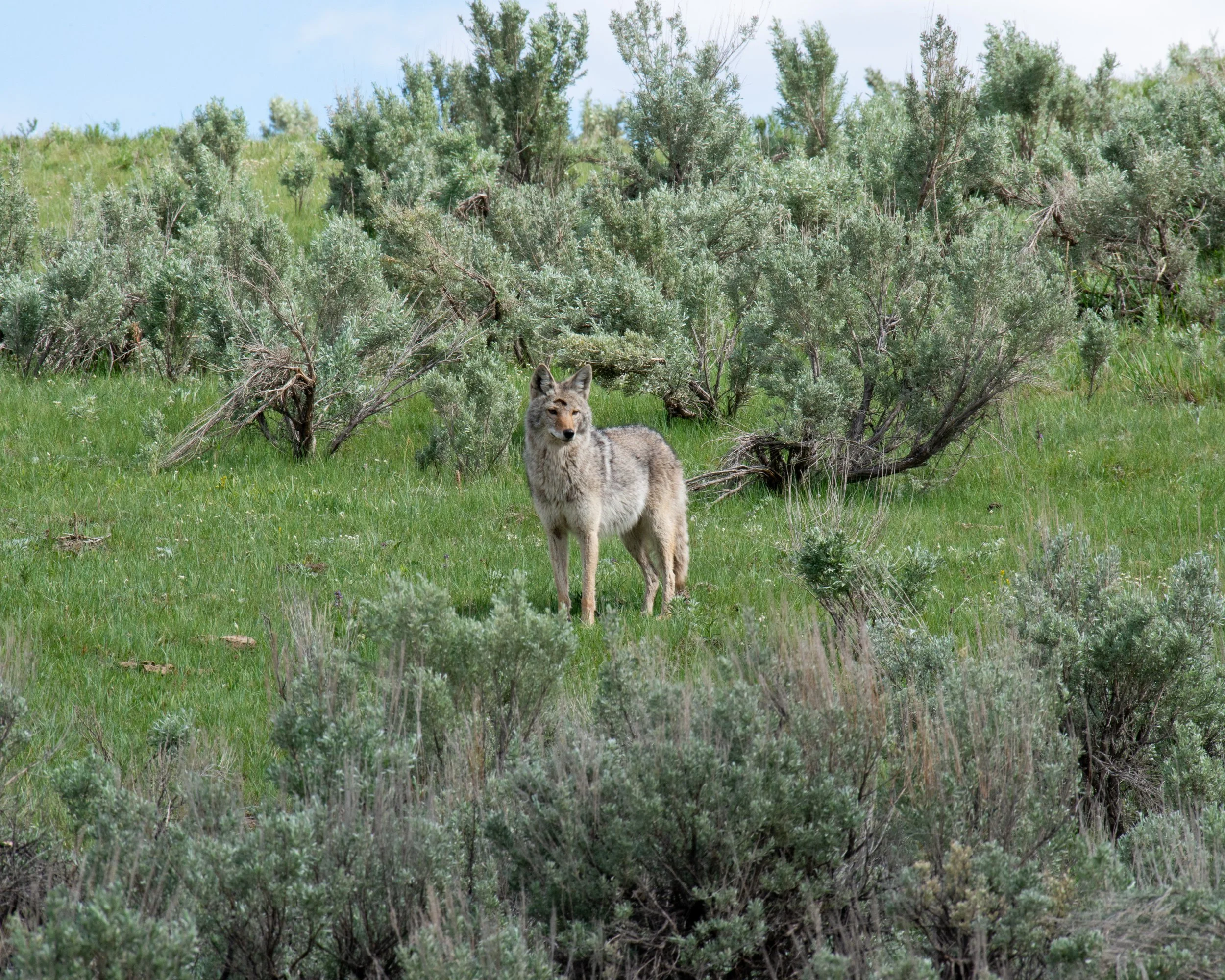 Yellowstone NP-889.jpg
