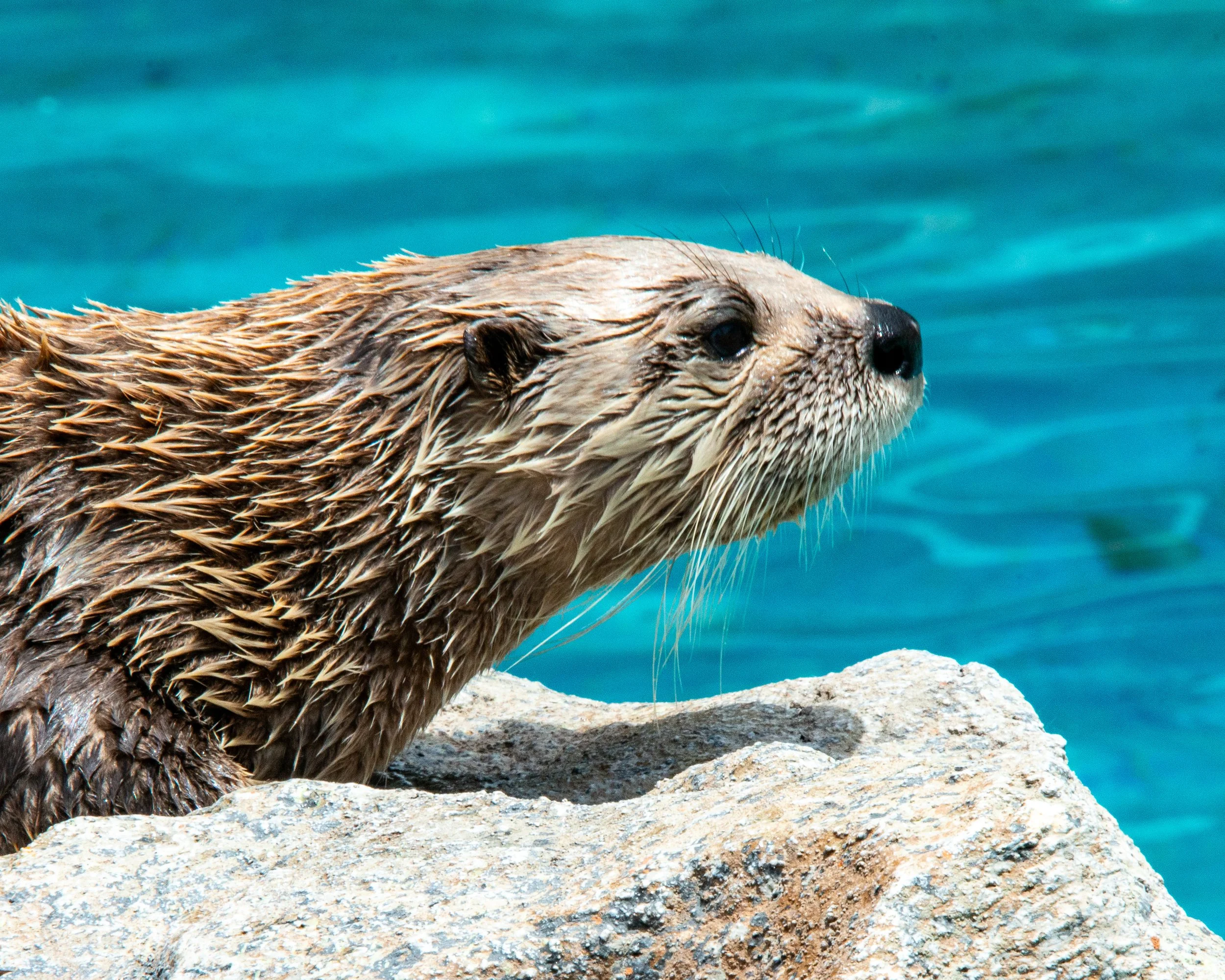 Bearizona WP-196.jpg