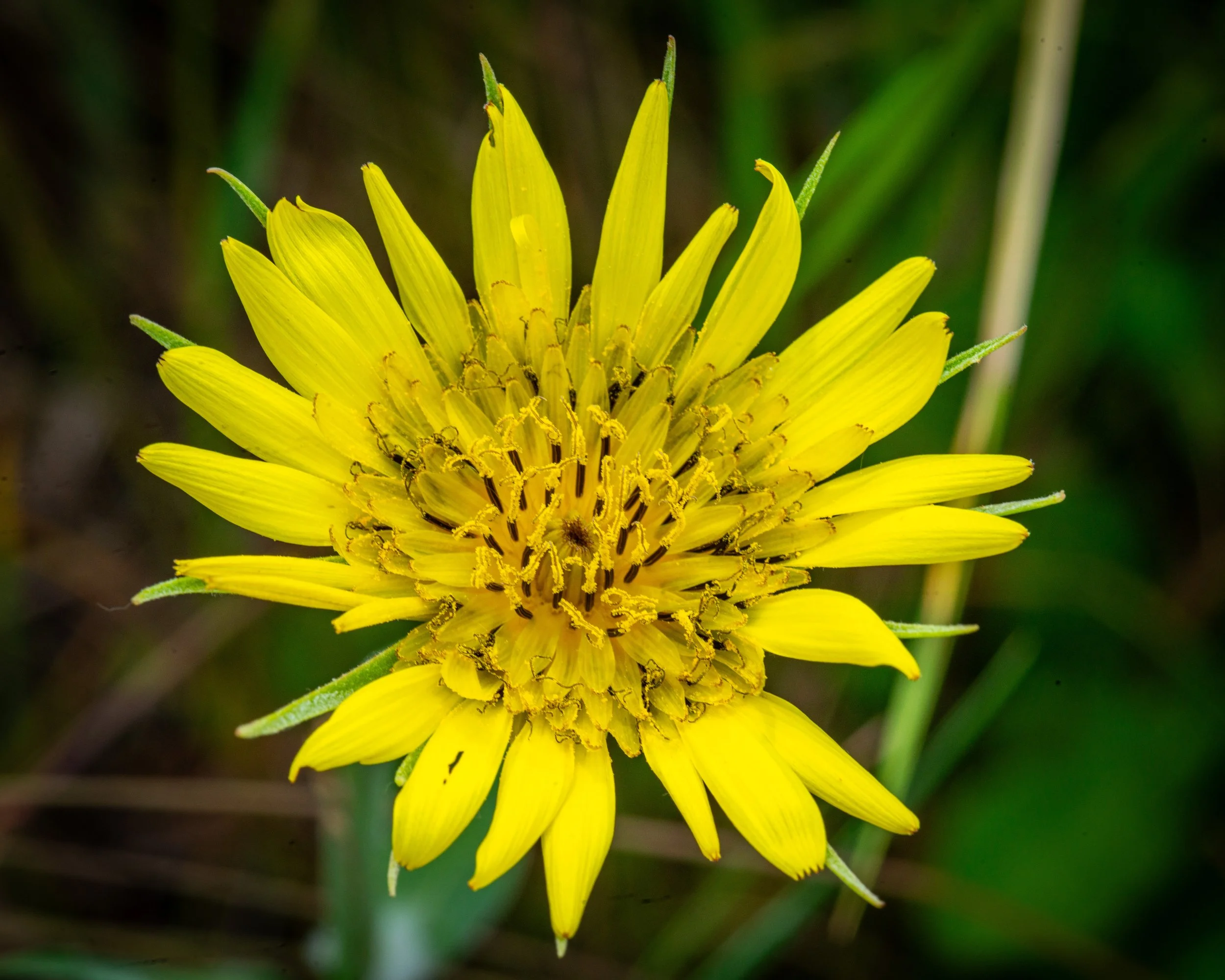 Fernie Flowers-536.jpg