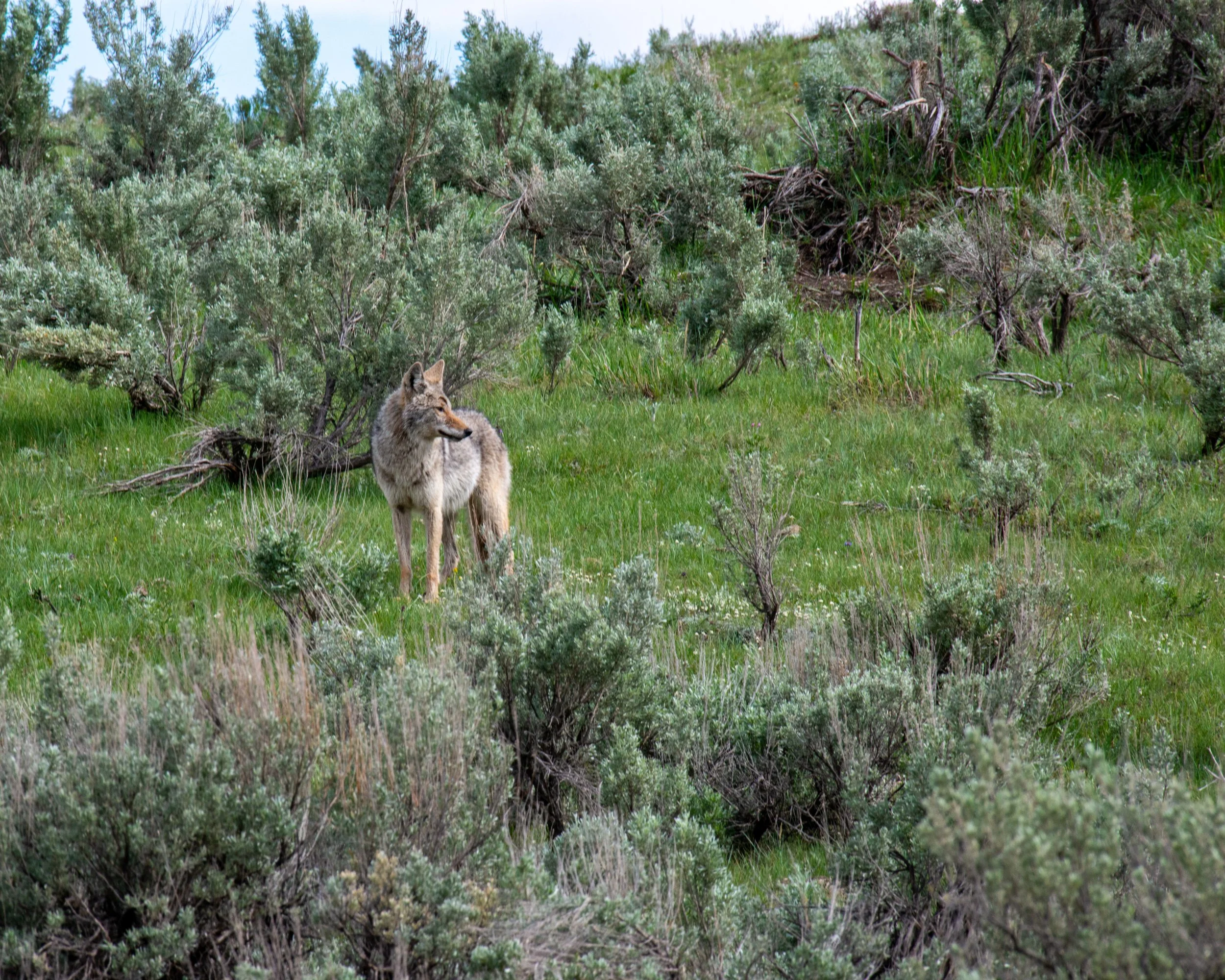 Yellowstone NP-871.jpg