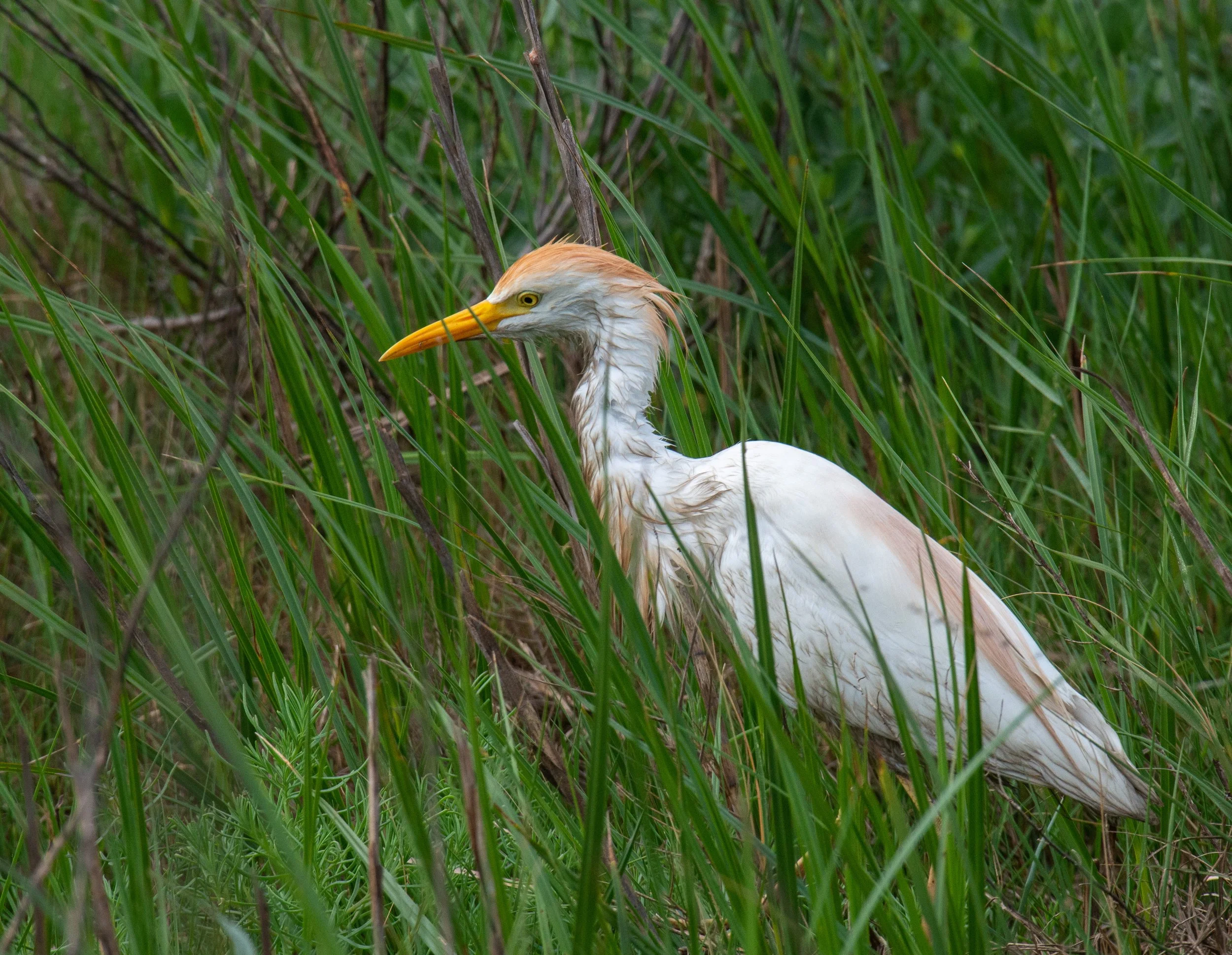 Leonabelle Turnbull BC-335.jpg