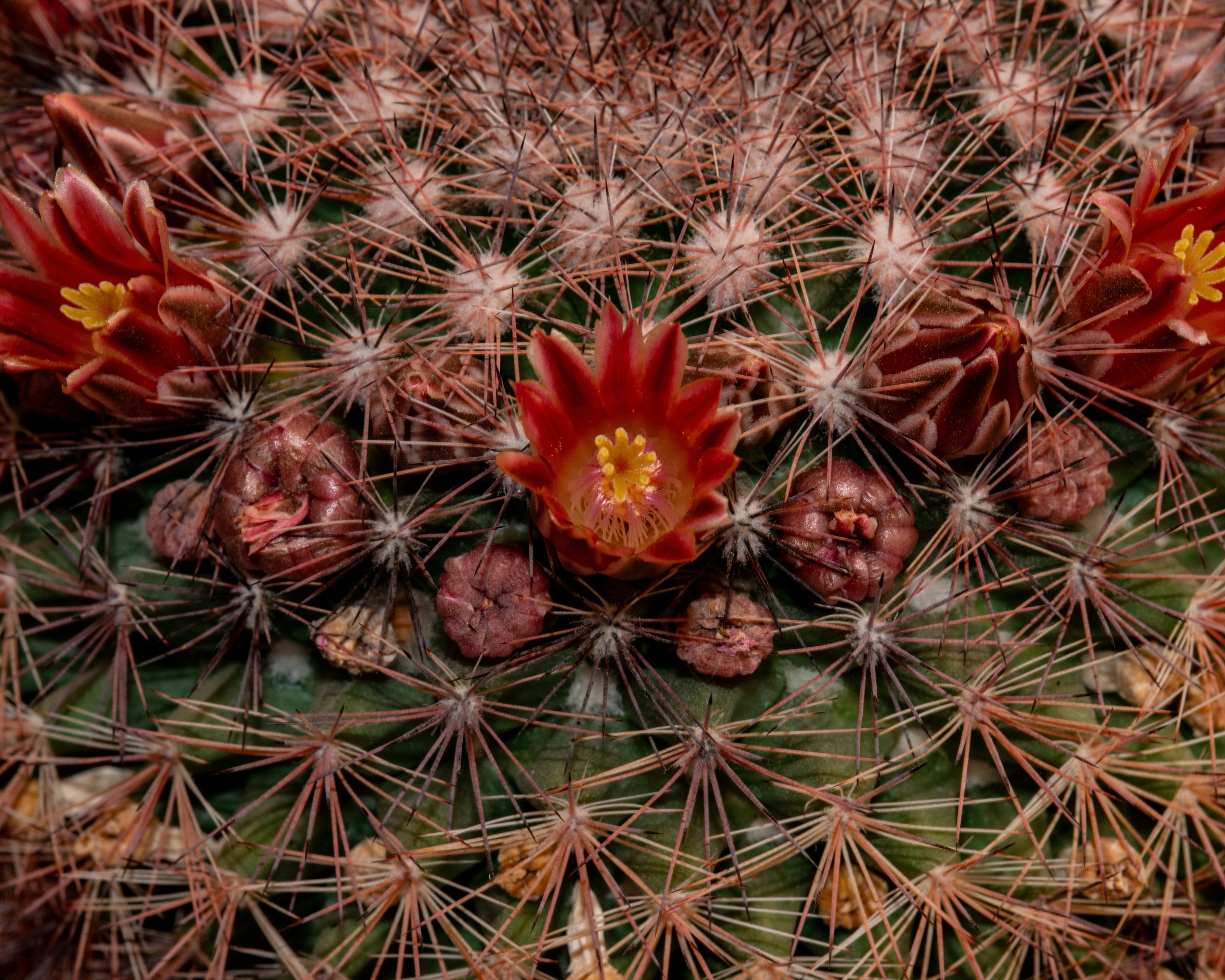 Chihuahuan Desert NC-71.jpg