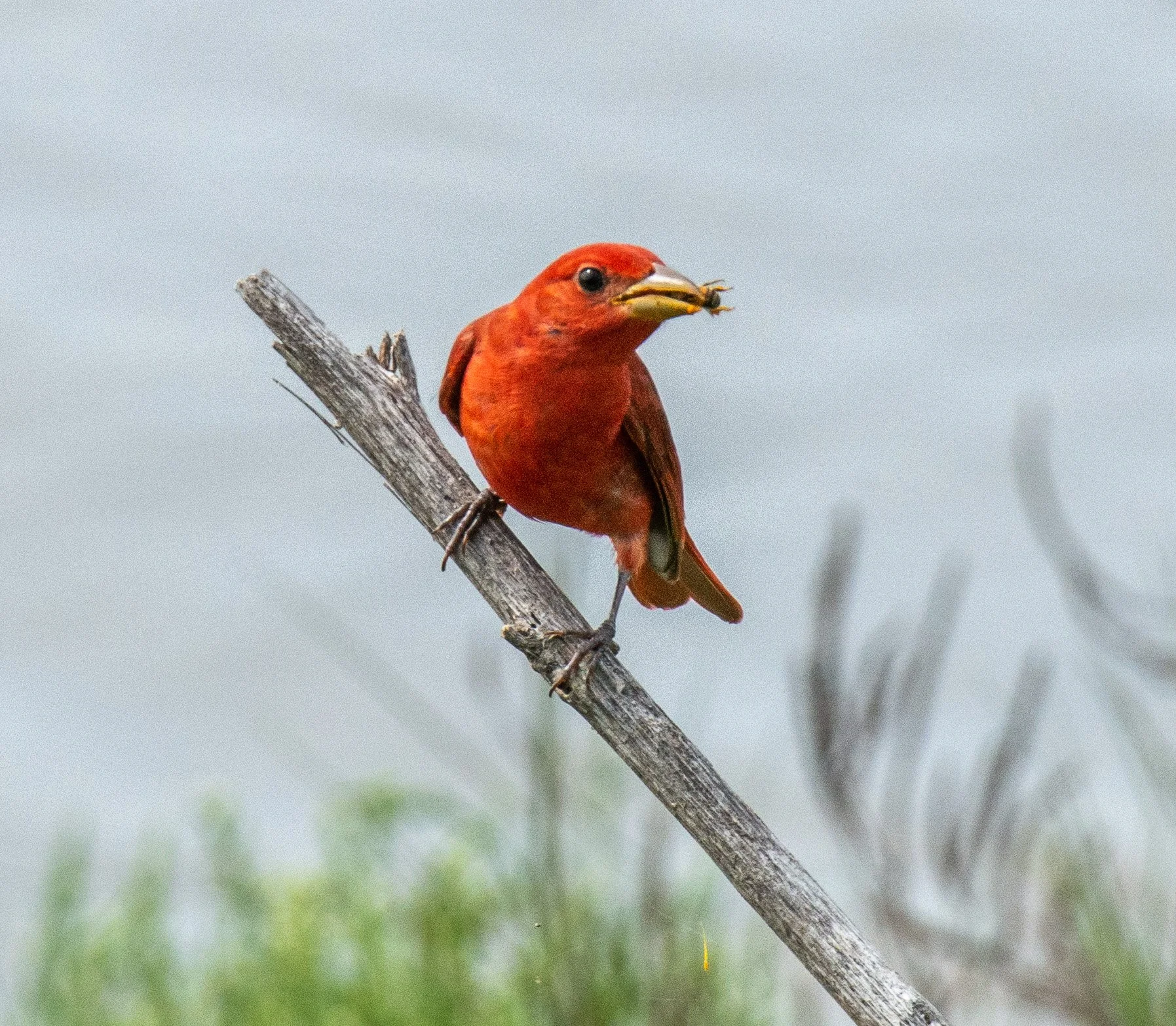 Leonabelle Turnbull BC-129.jpg