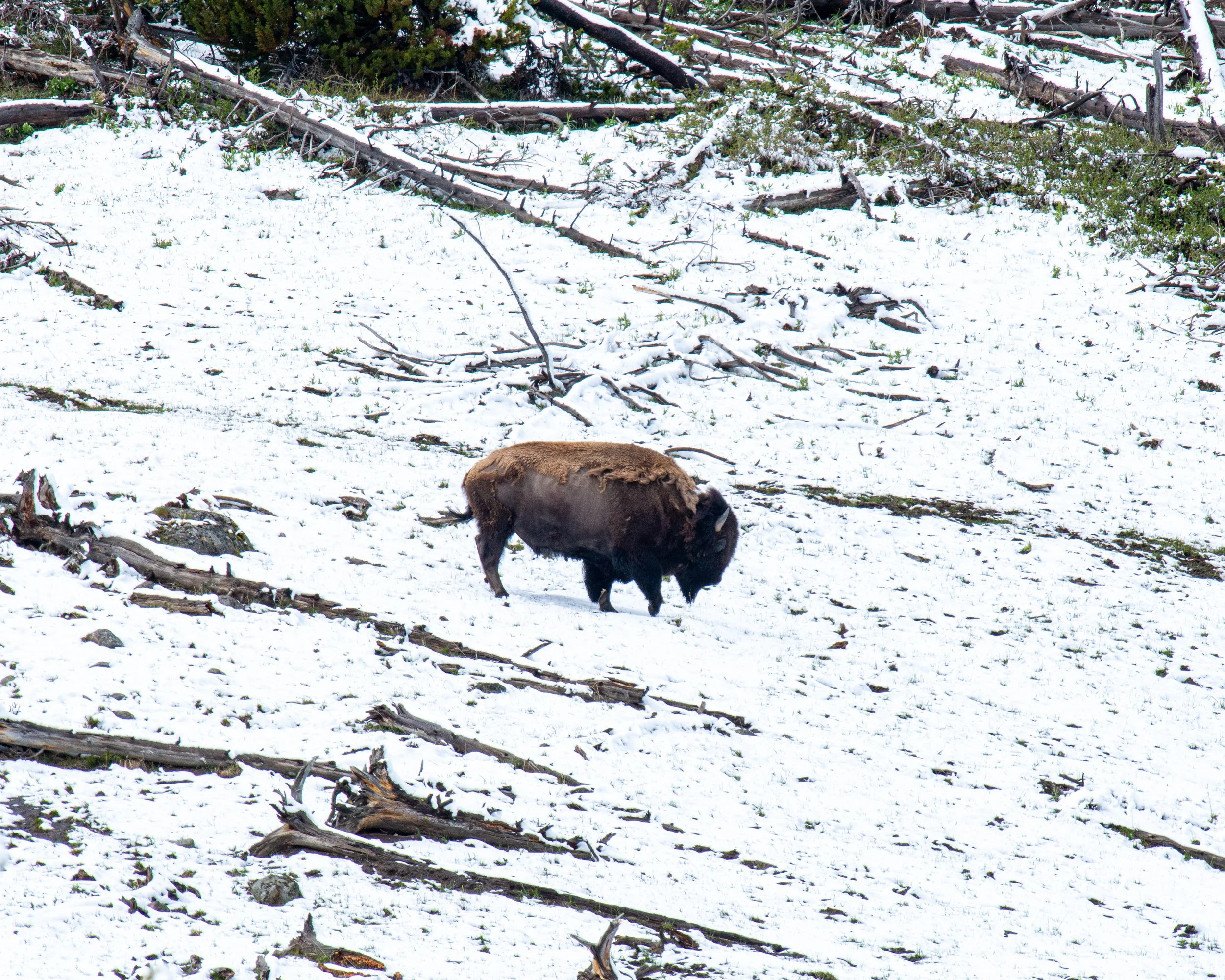 Yellowstone NP-88.jpg