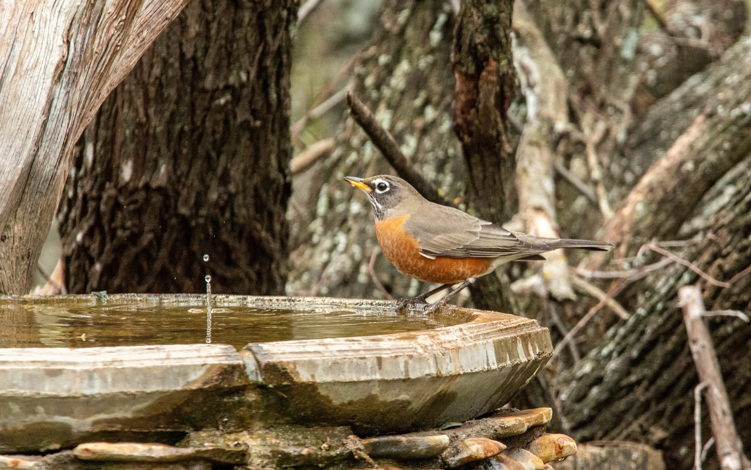 Pedernales Falls SP-018.jpg