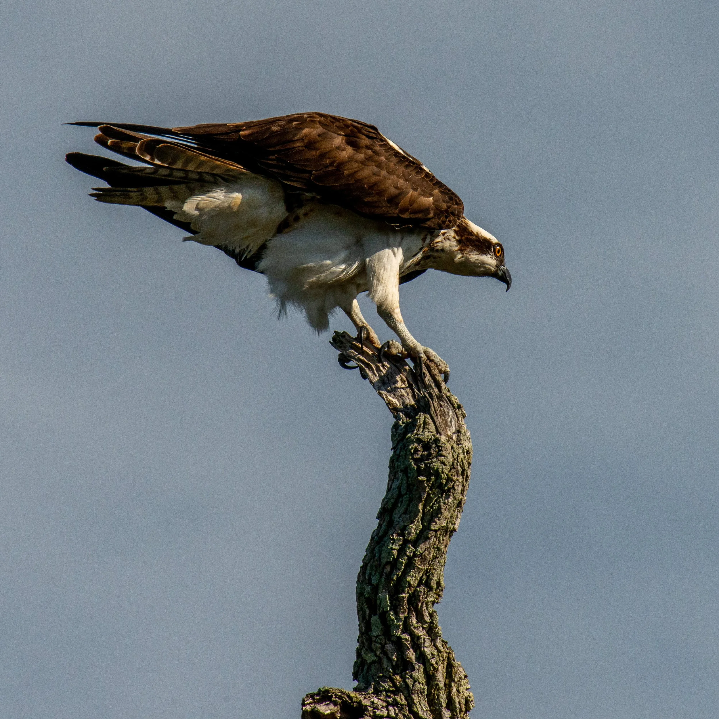 Whooping Crane Tour-591.jpg