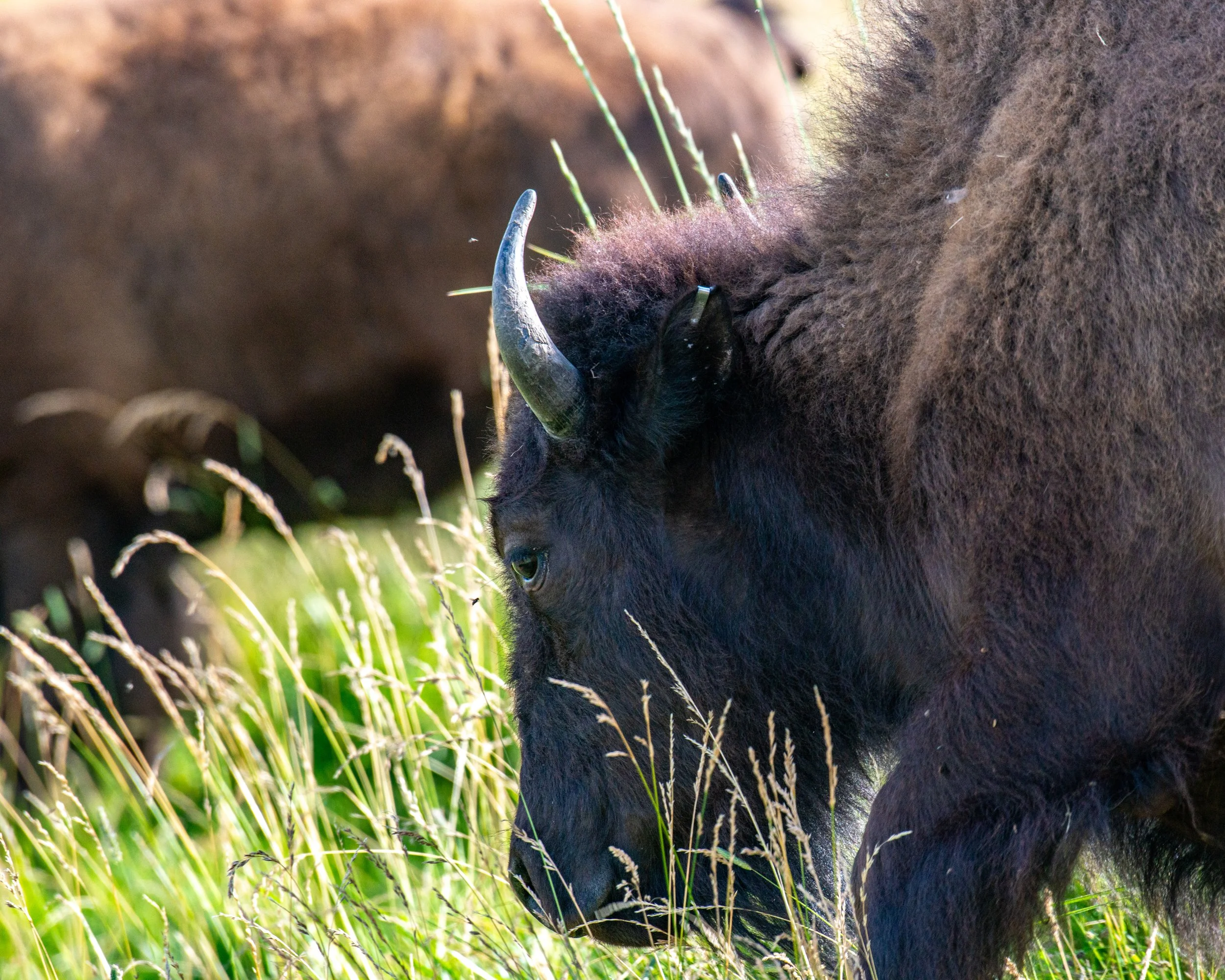 CSKT Bison Range-46.jpg