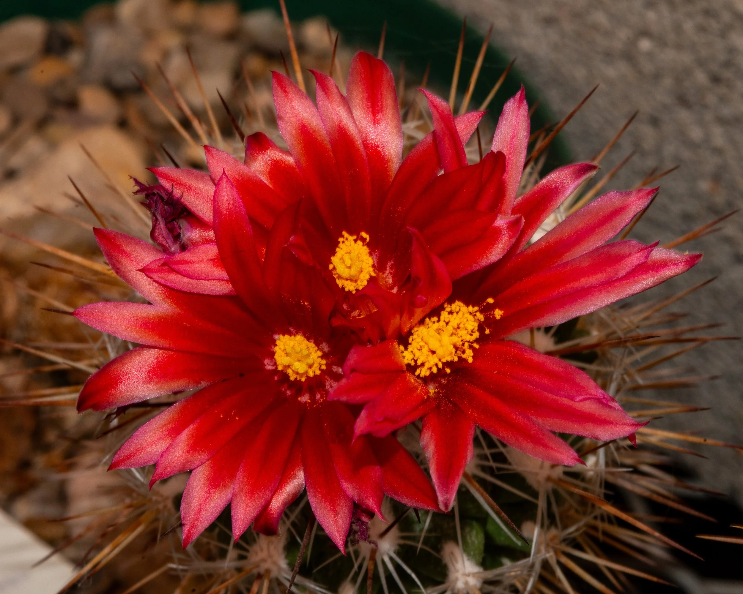 Chihuahuan Desert NC-102.jpg