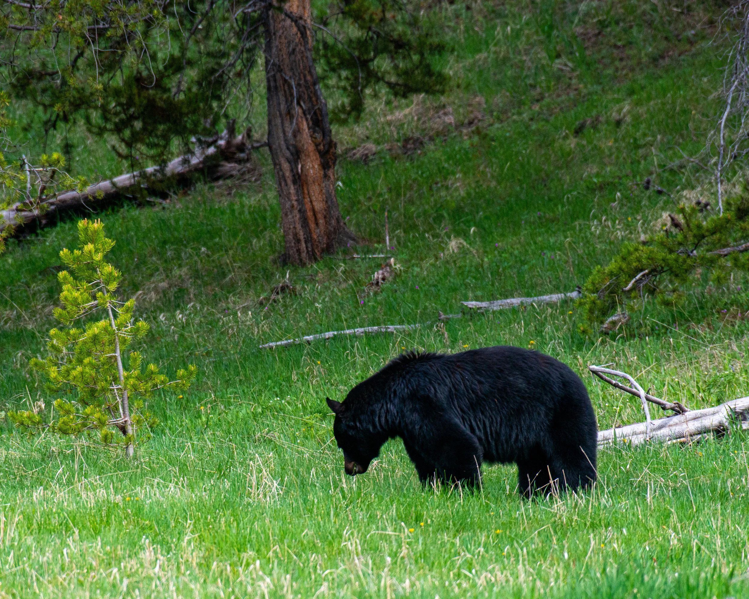 Yellowstone NP-979.jpg