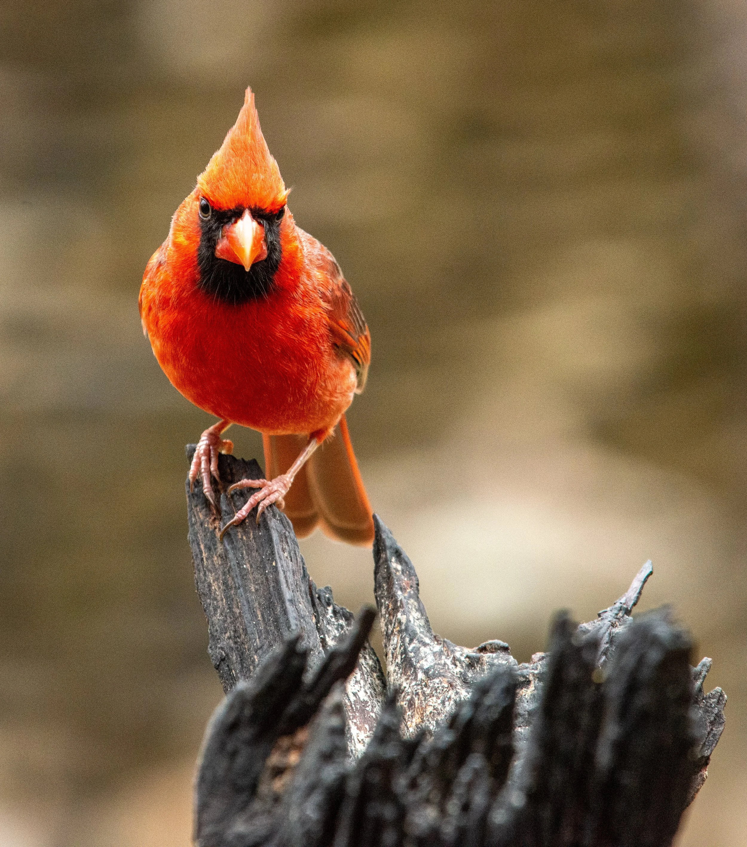 Pedernales Falls SP-052.jpg