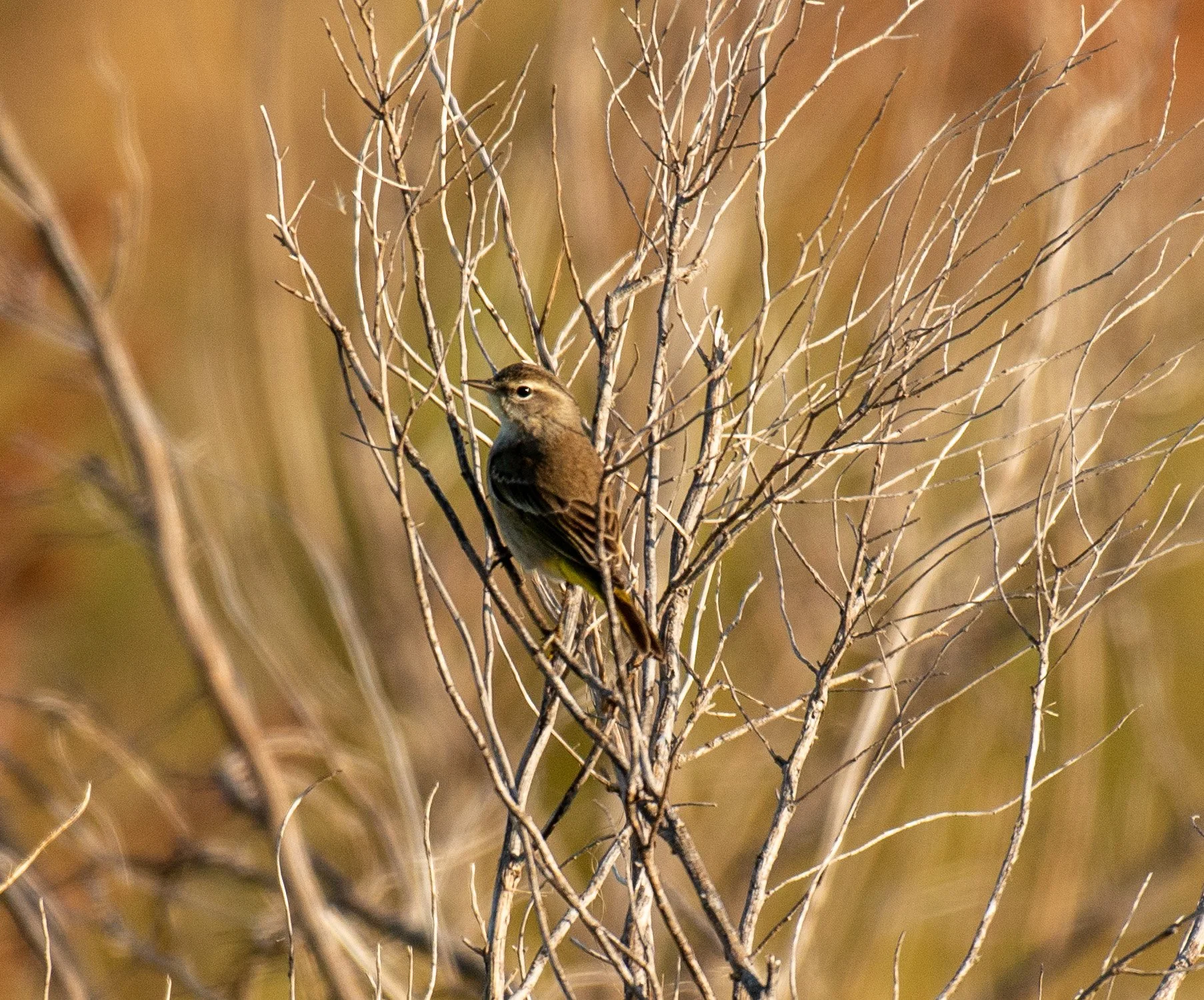 Galveston Island SP-153.jpg