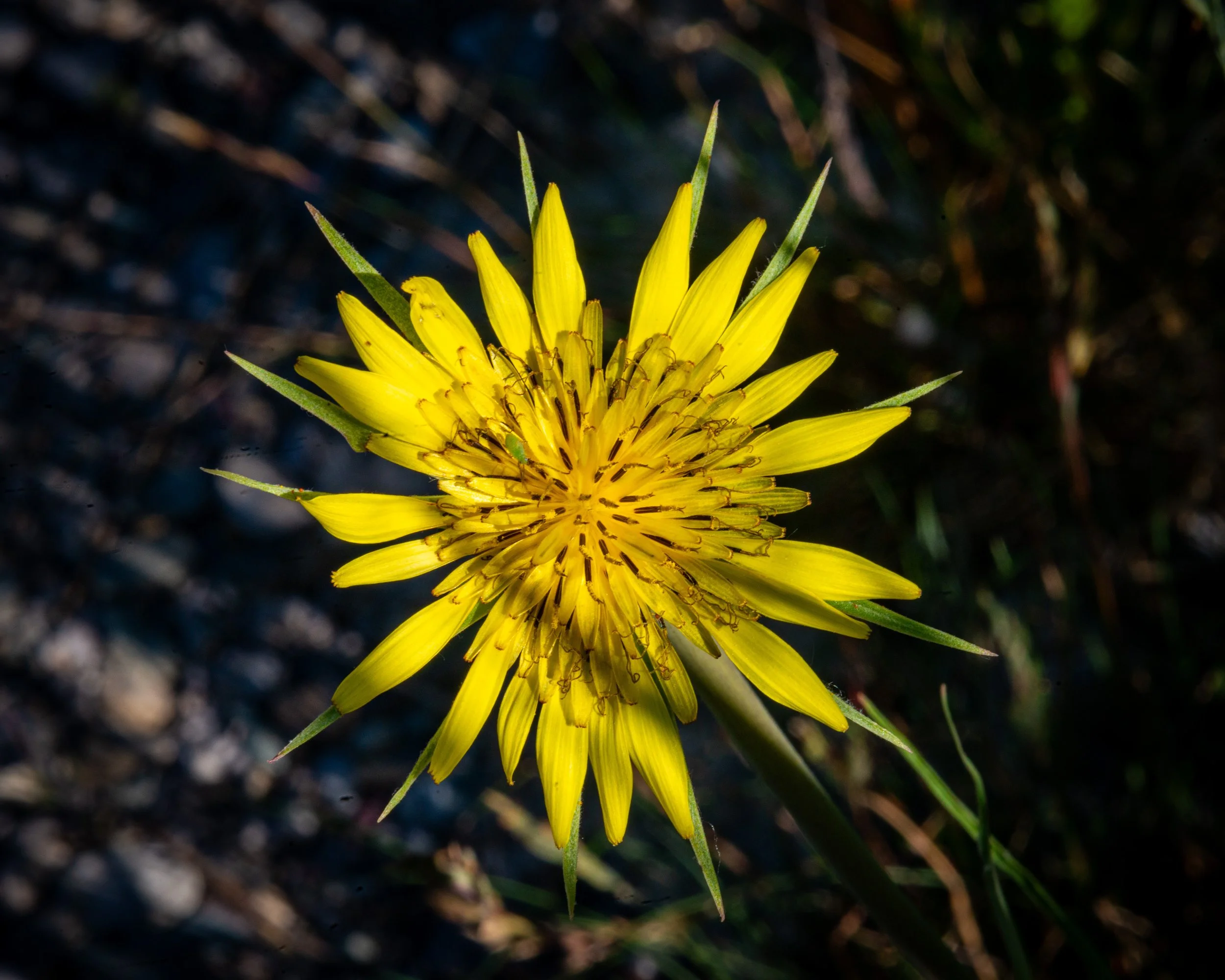 Fernie Flowers-97.jpg