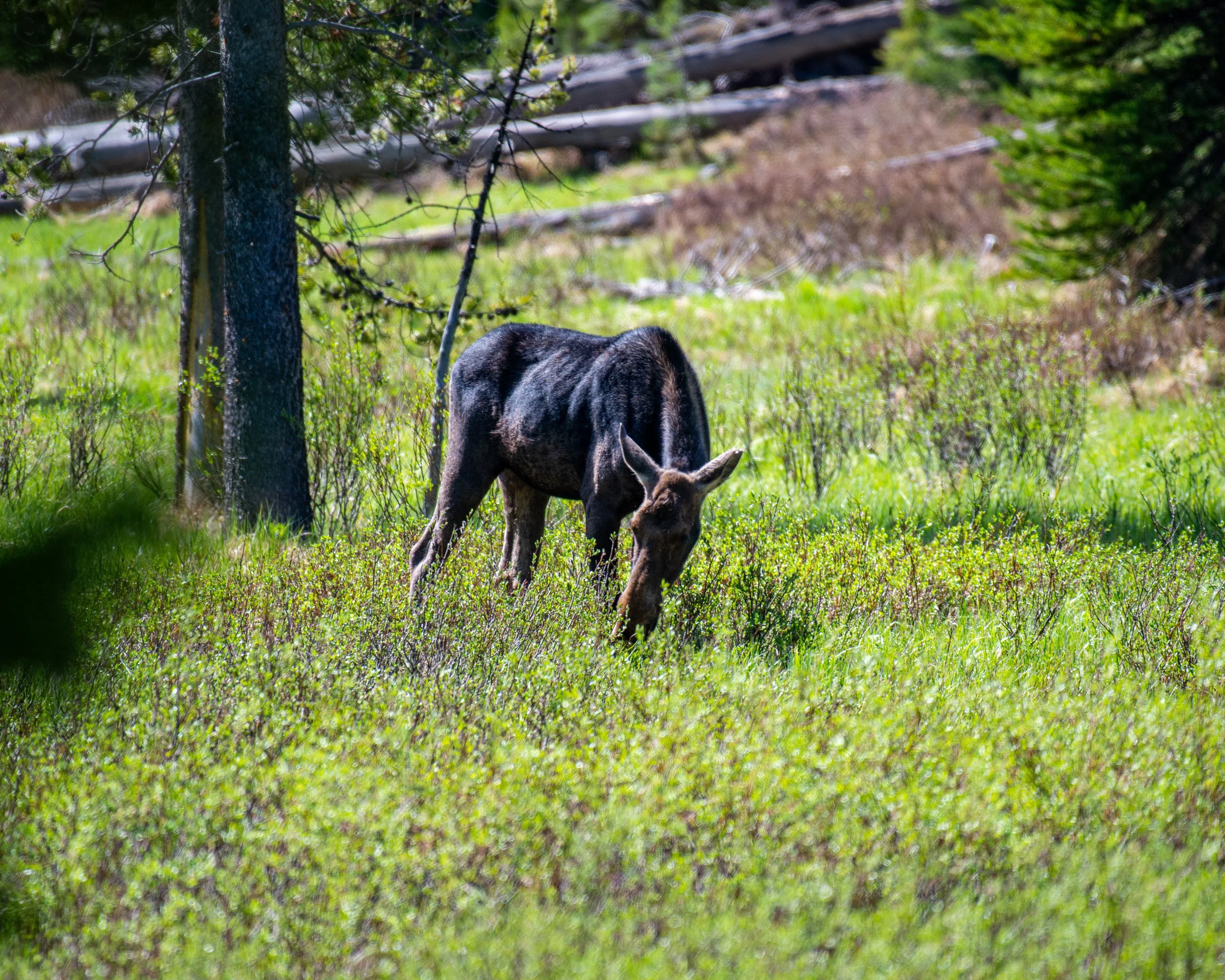 Yellowstone NP-1025.jpg