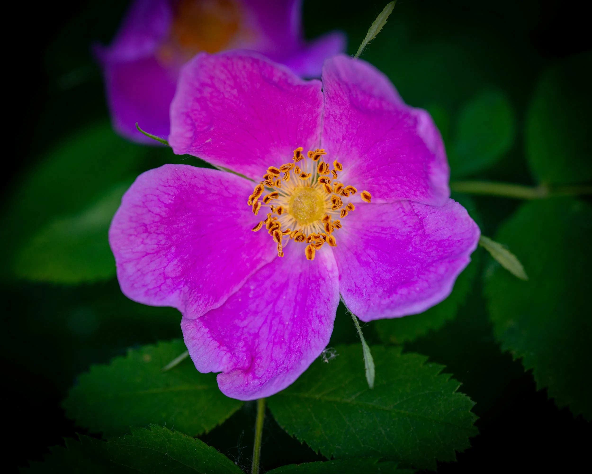 Fernie Flowers-36.jpg