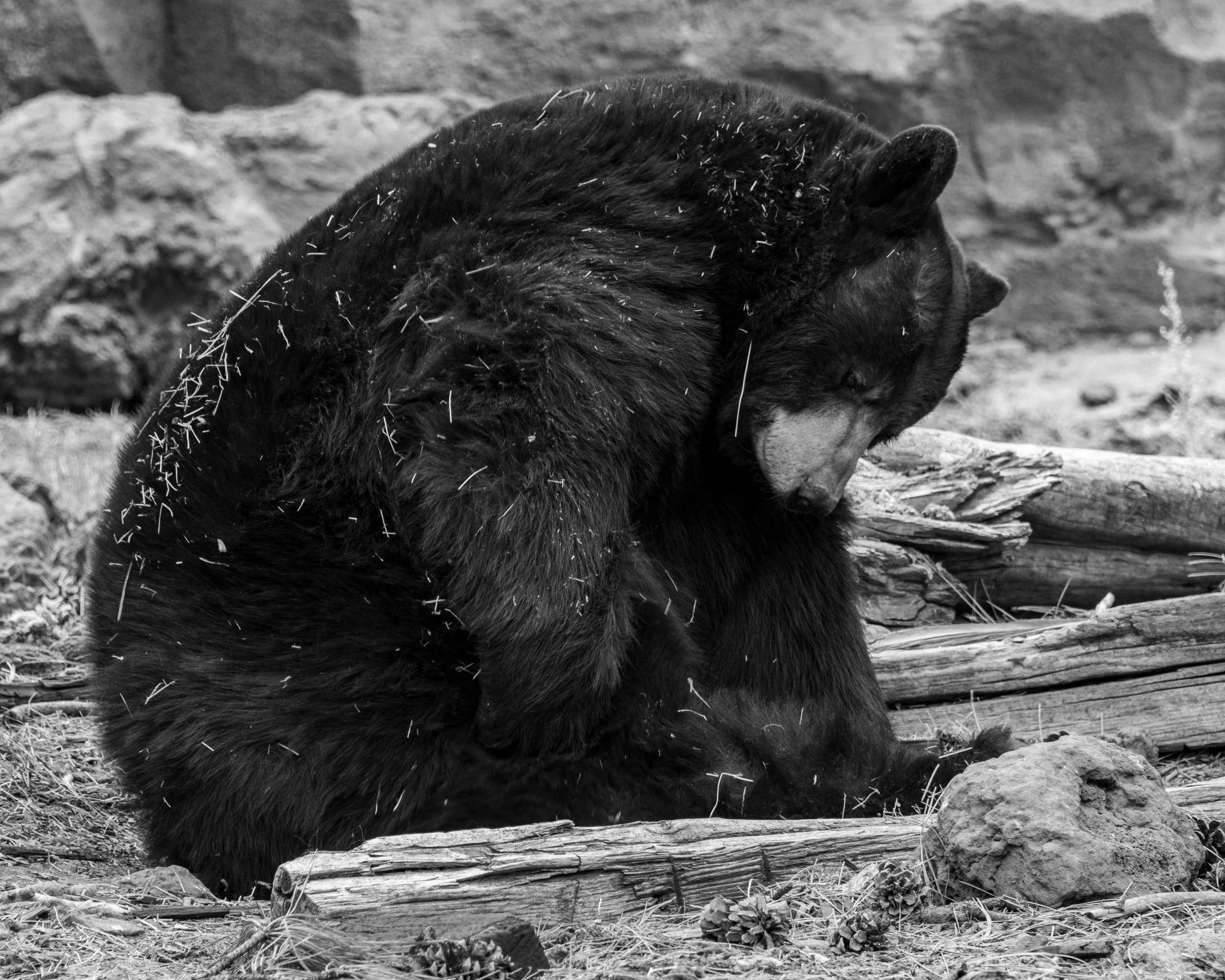 Bearizona WP-234.jpg