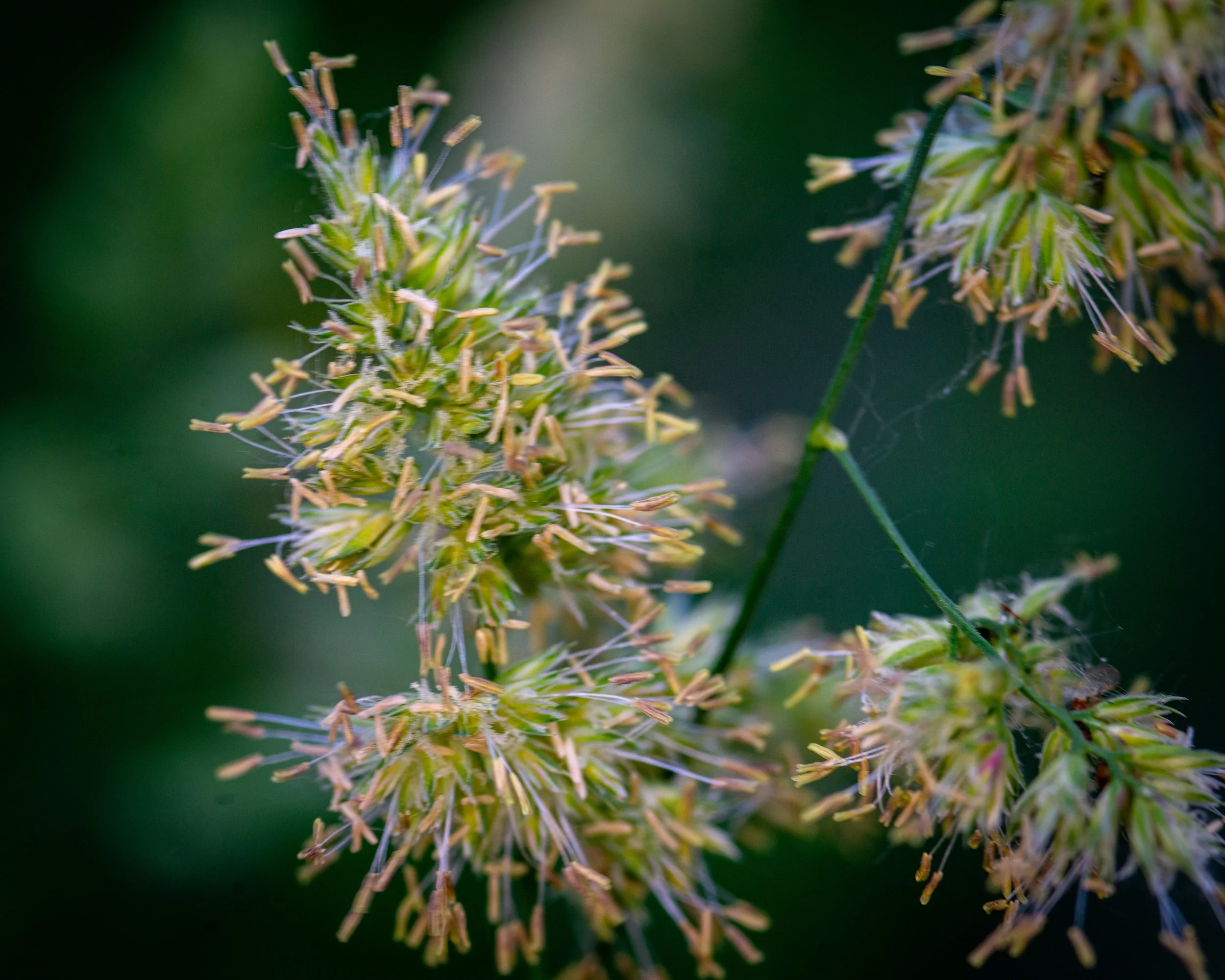 Fernie Flowers-7.jpg