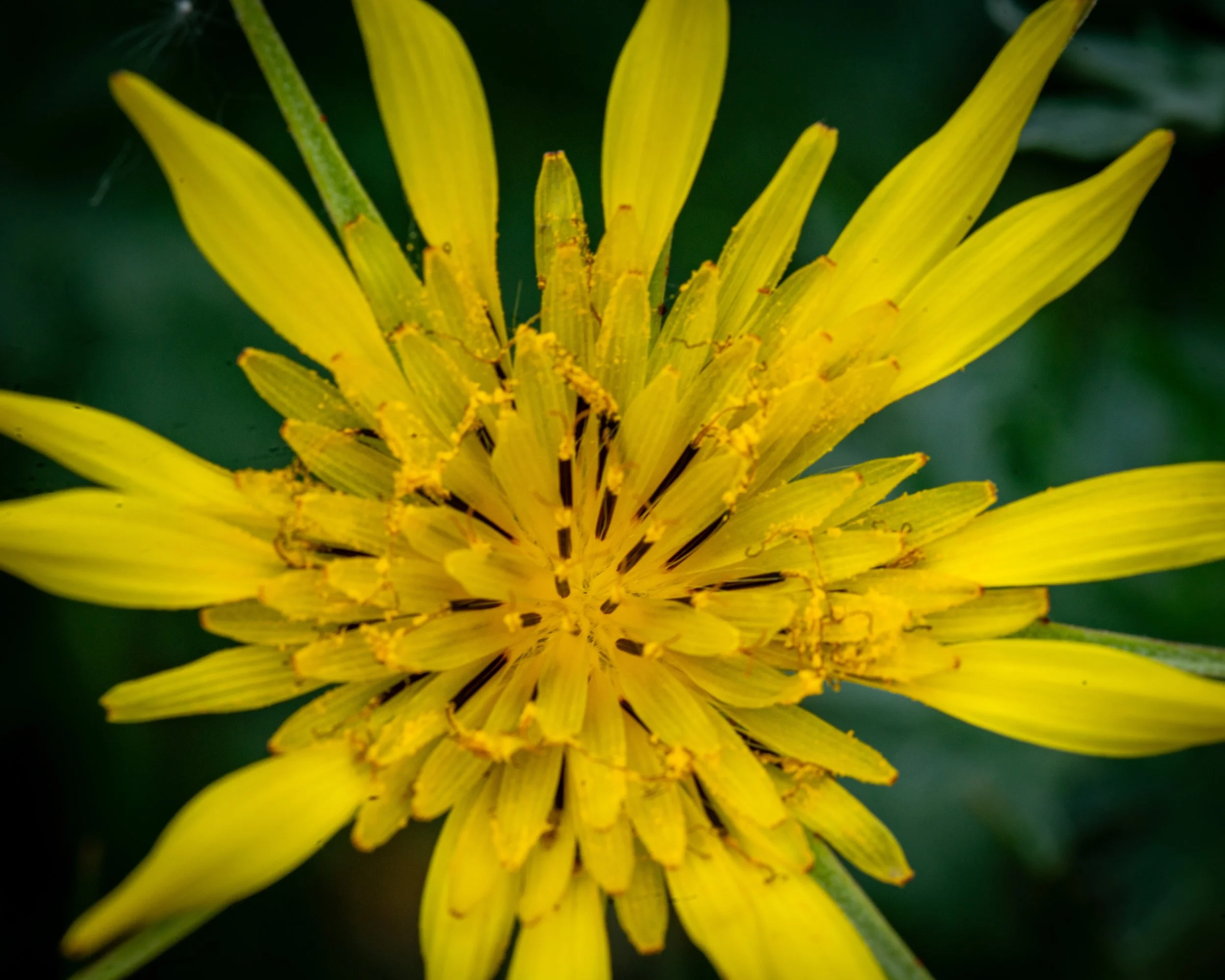 Fernie Flowers-188.jpg