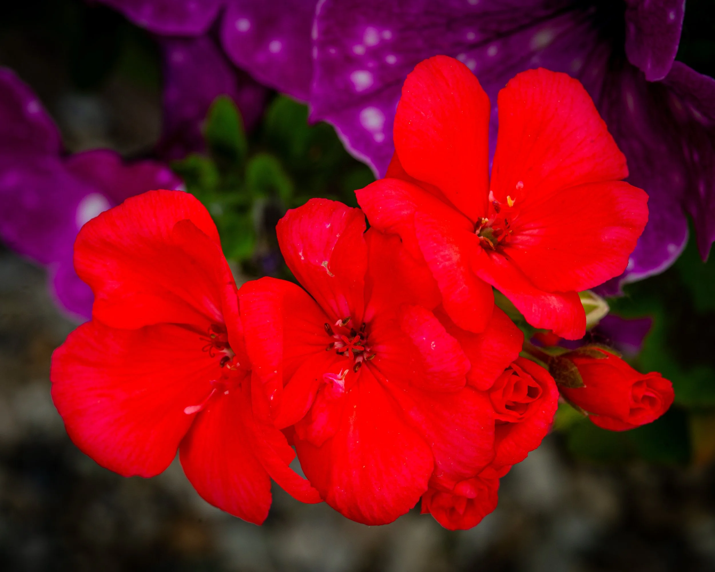 Fernie Flowers-382.jpg