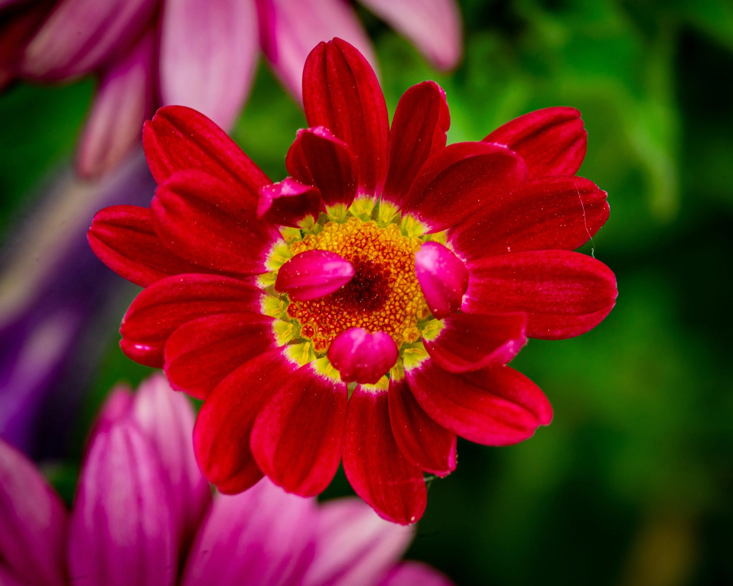 Fernie Flowers-458.jpg