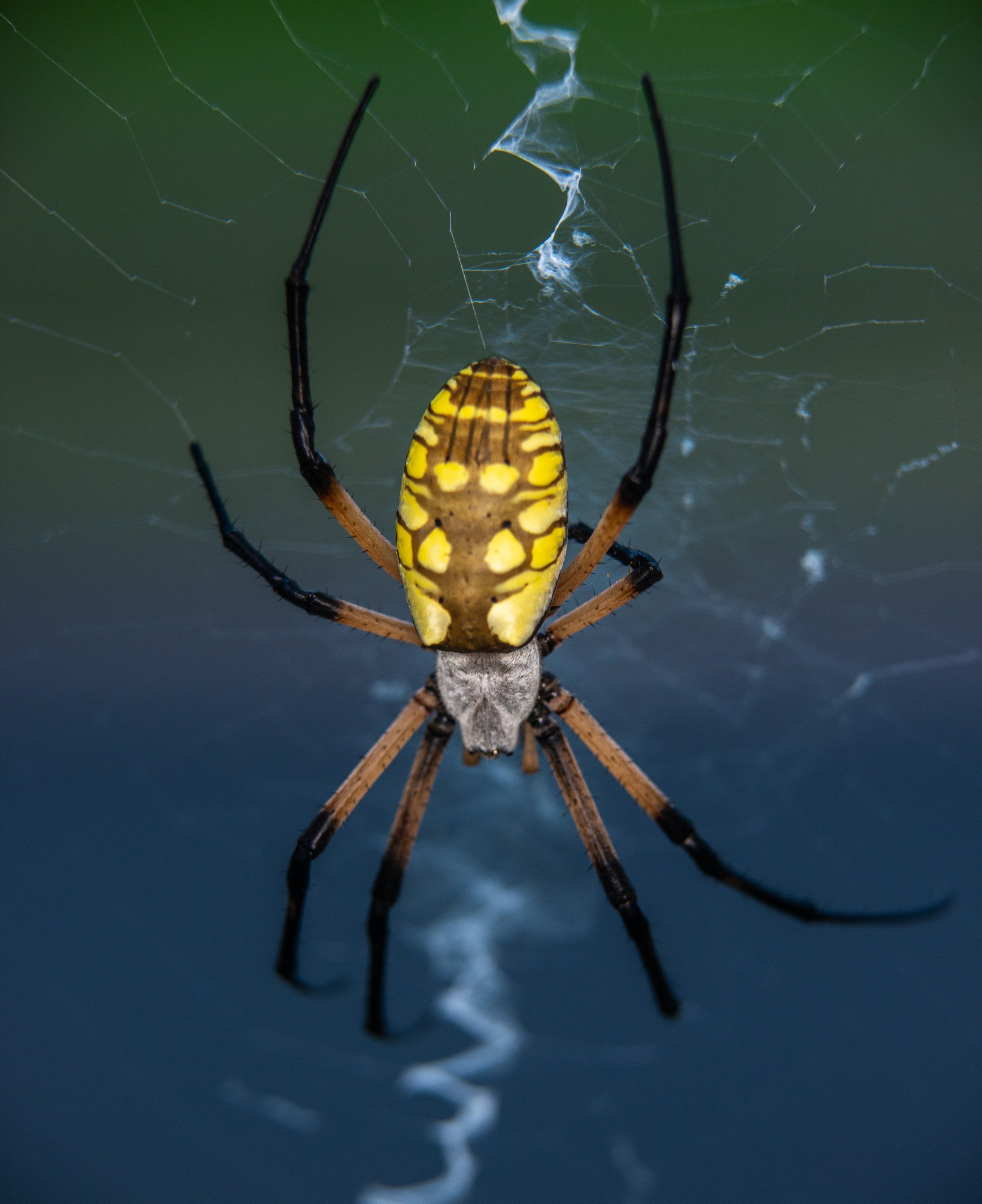 Arachnidas-Orb-weaver spider-2.jpg