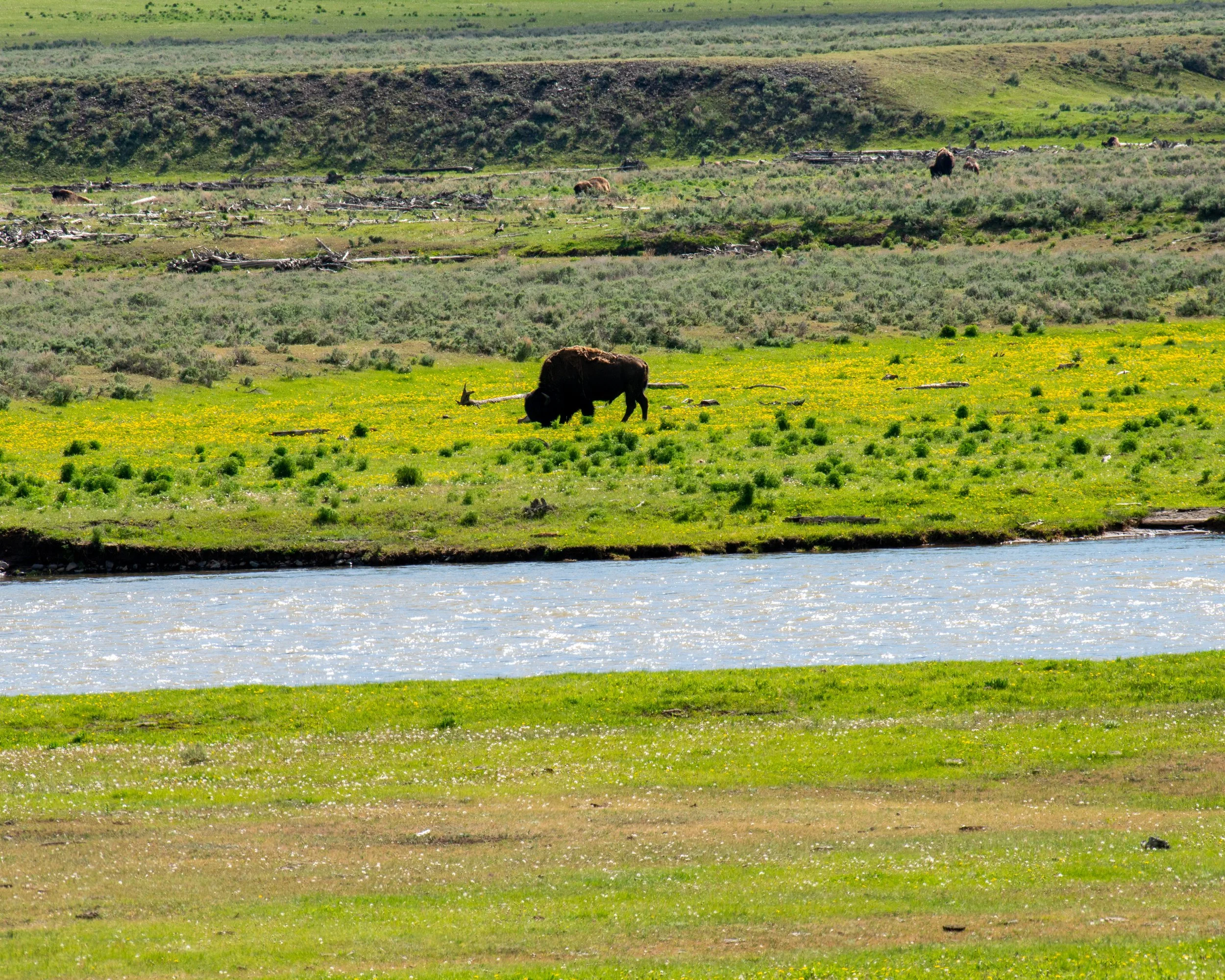 Yellowstone NP-923.jpg