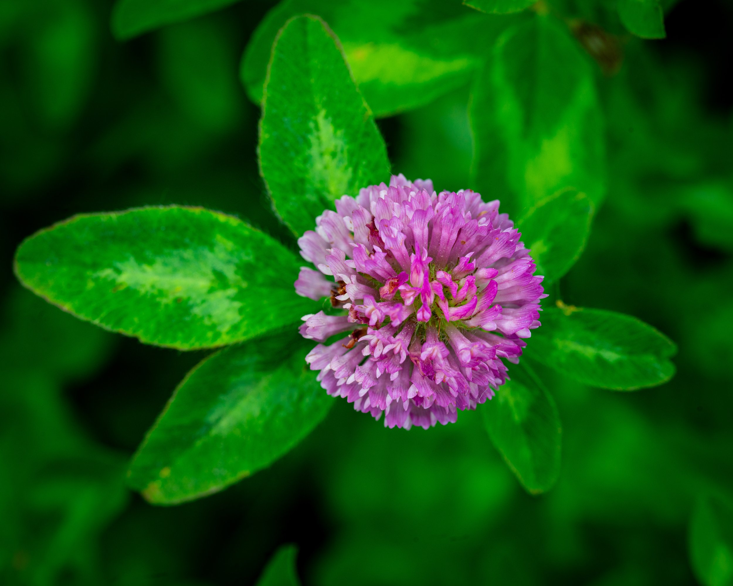 Fernie Flowers-184.jpg