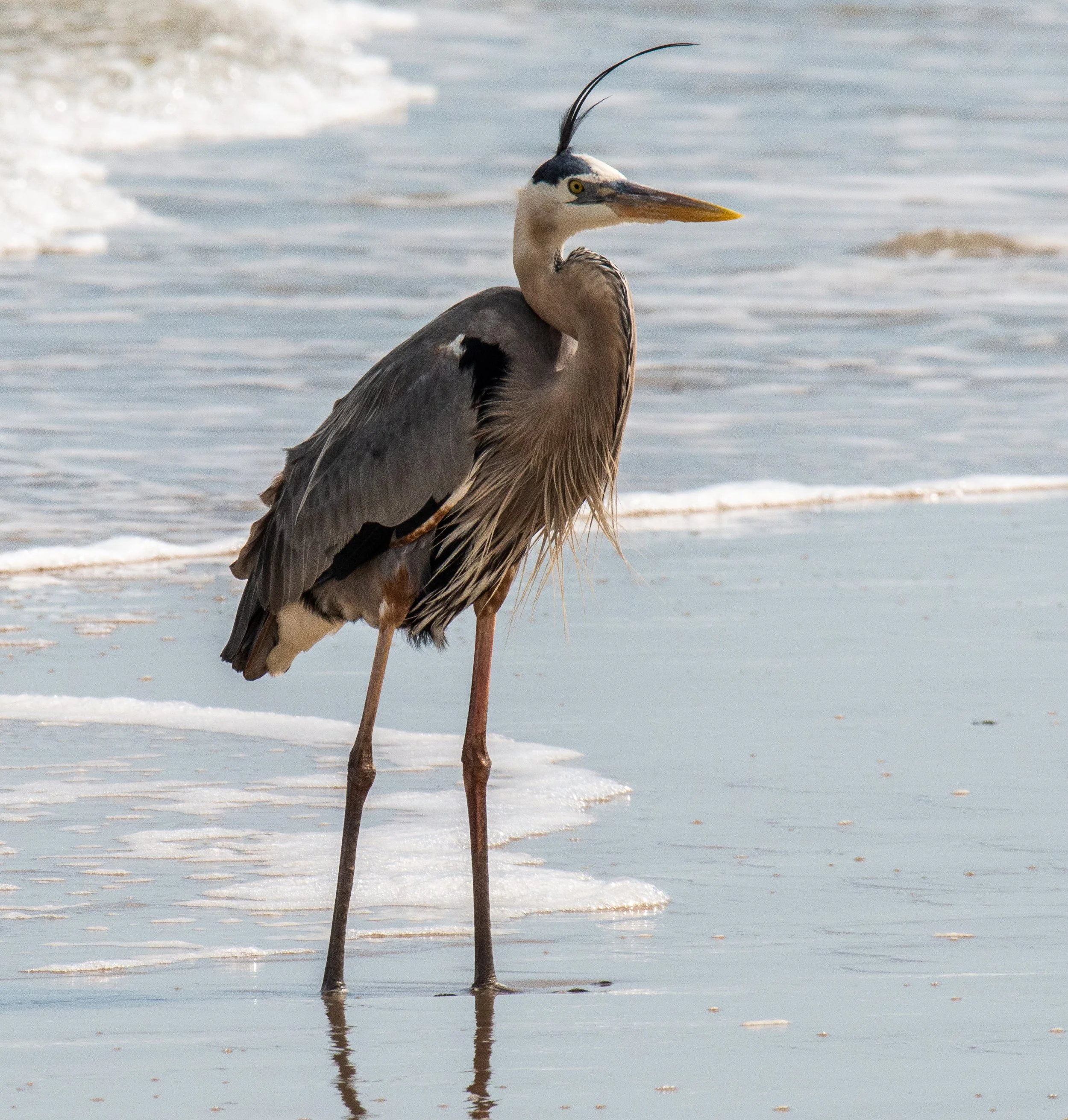 Padre Island NSS-002.jpg