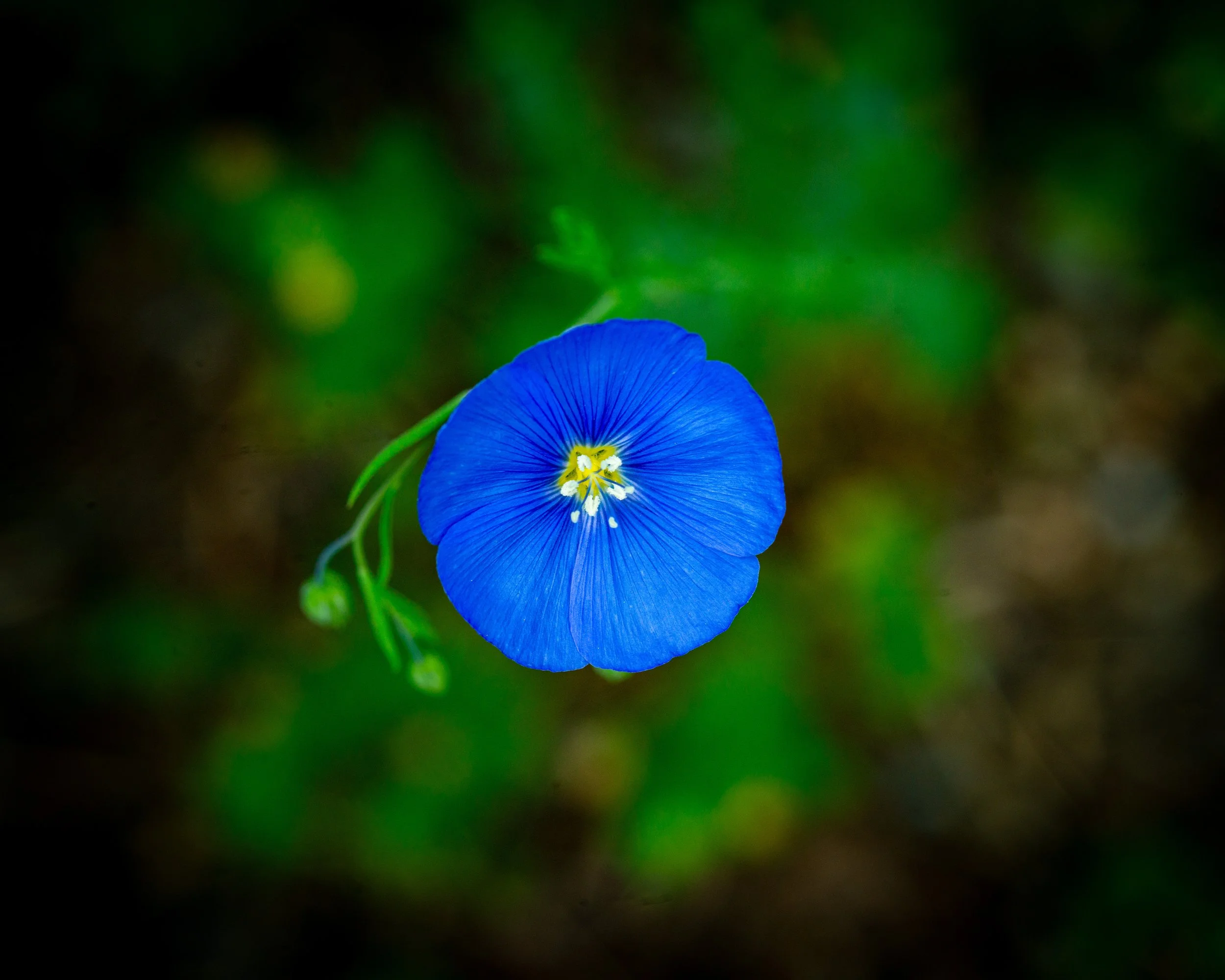 Fernie Flowers-264.jpg