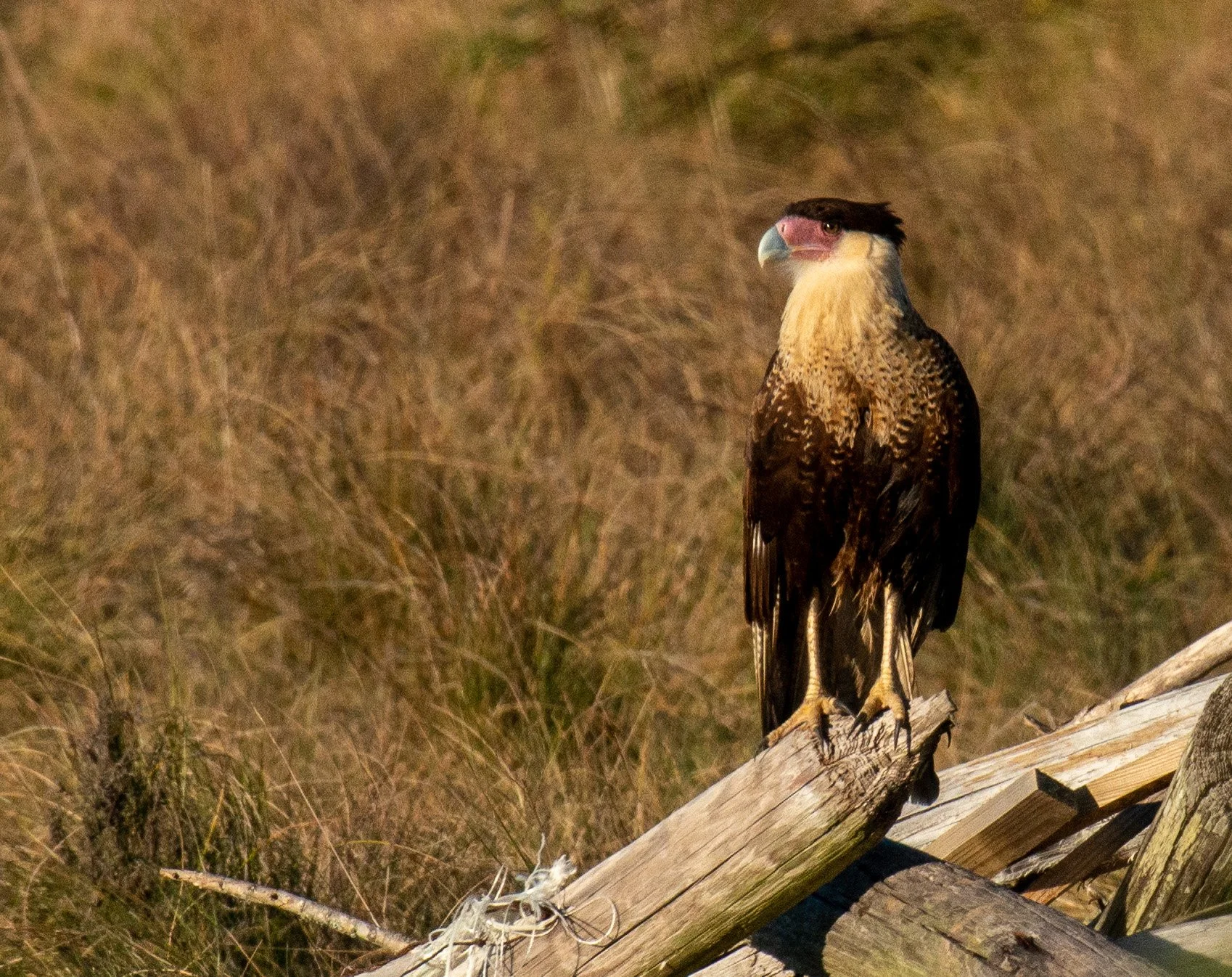 Brazoria NWR-099.jpg