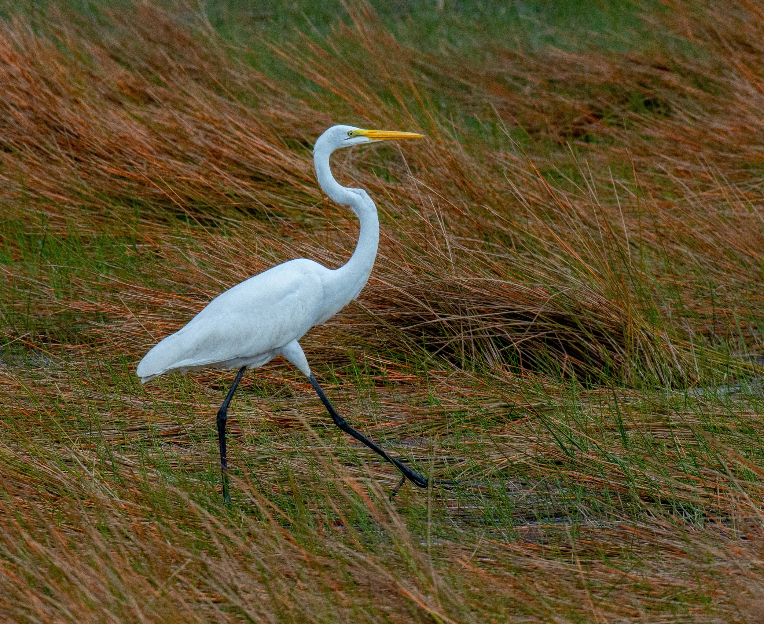 Goose Island SP Birds-322.jpg