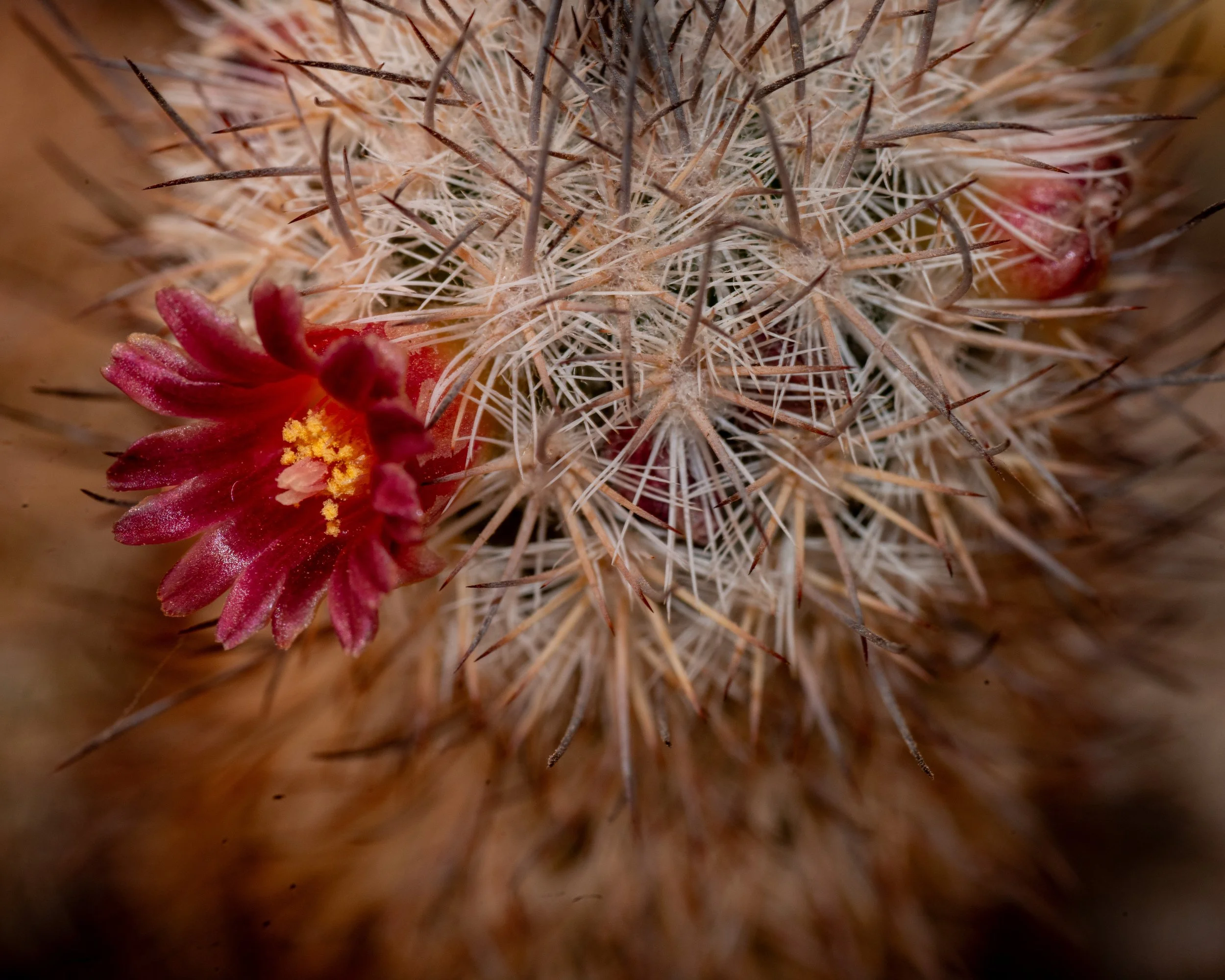 Chihuahuan Desert NC-77.jpg