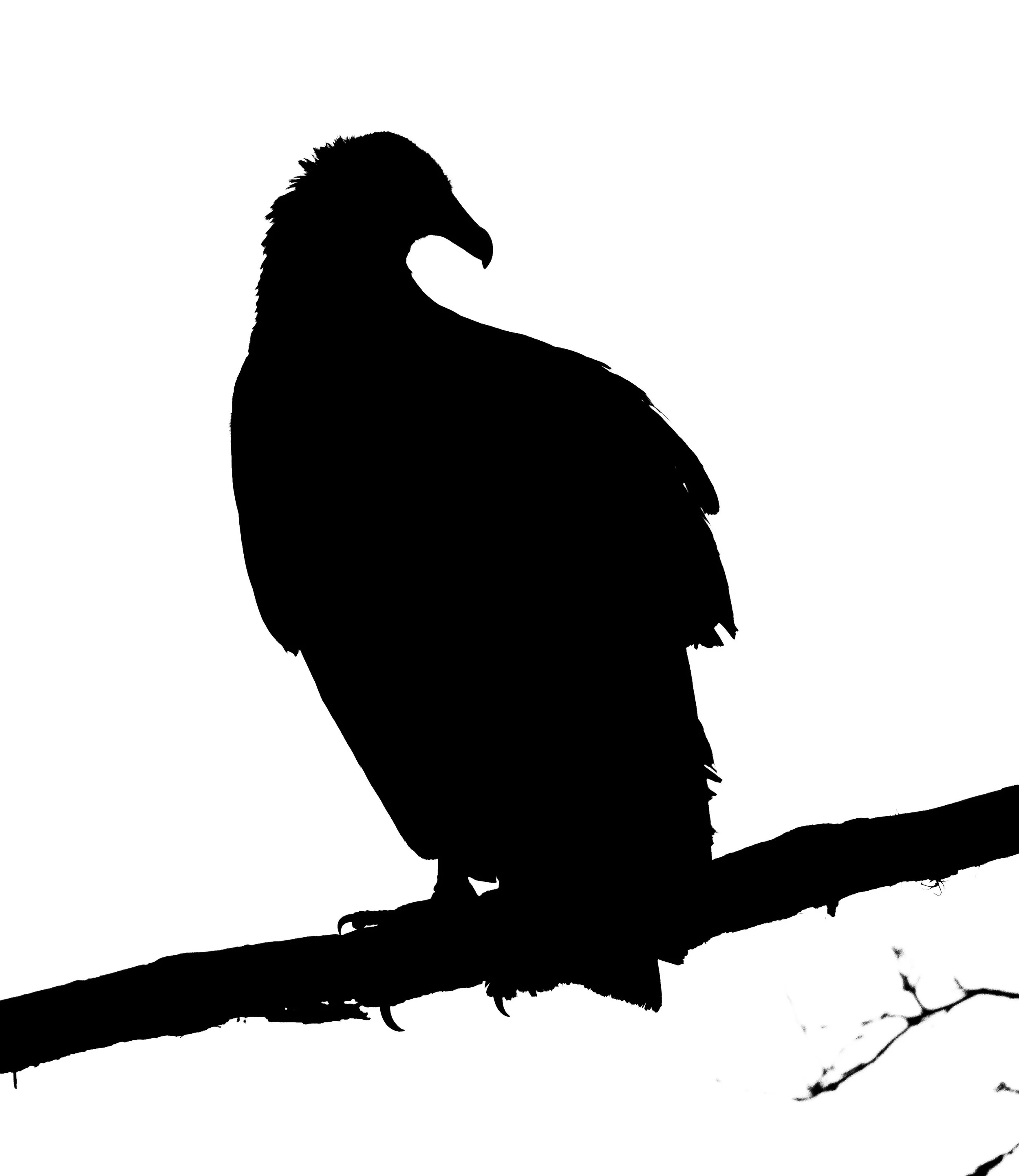 Brazos Bend SP-100.jpg