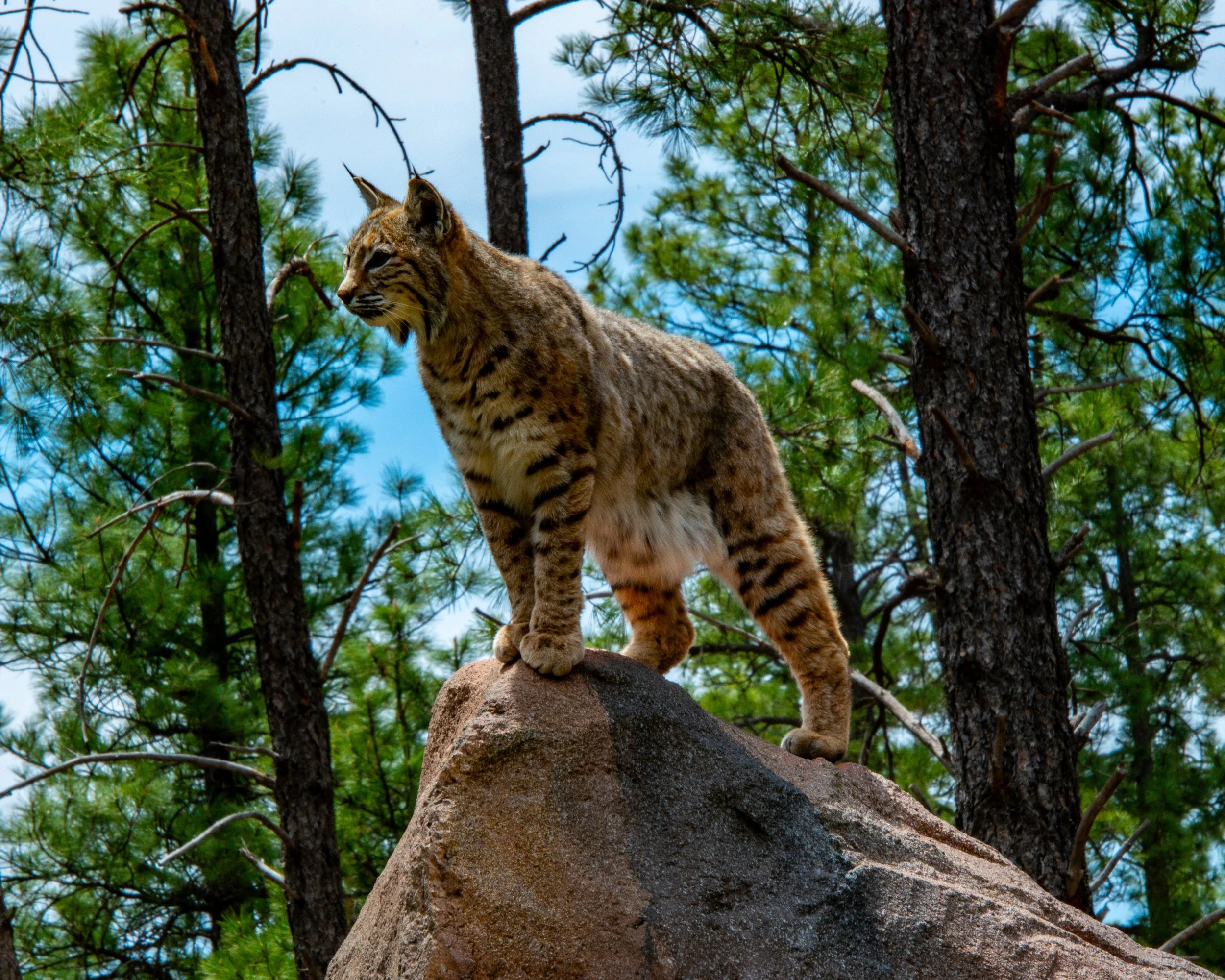 Bearizona WP-119.jpg