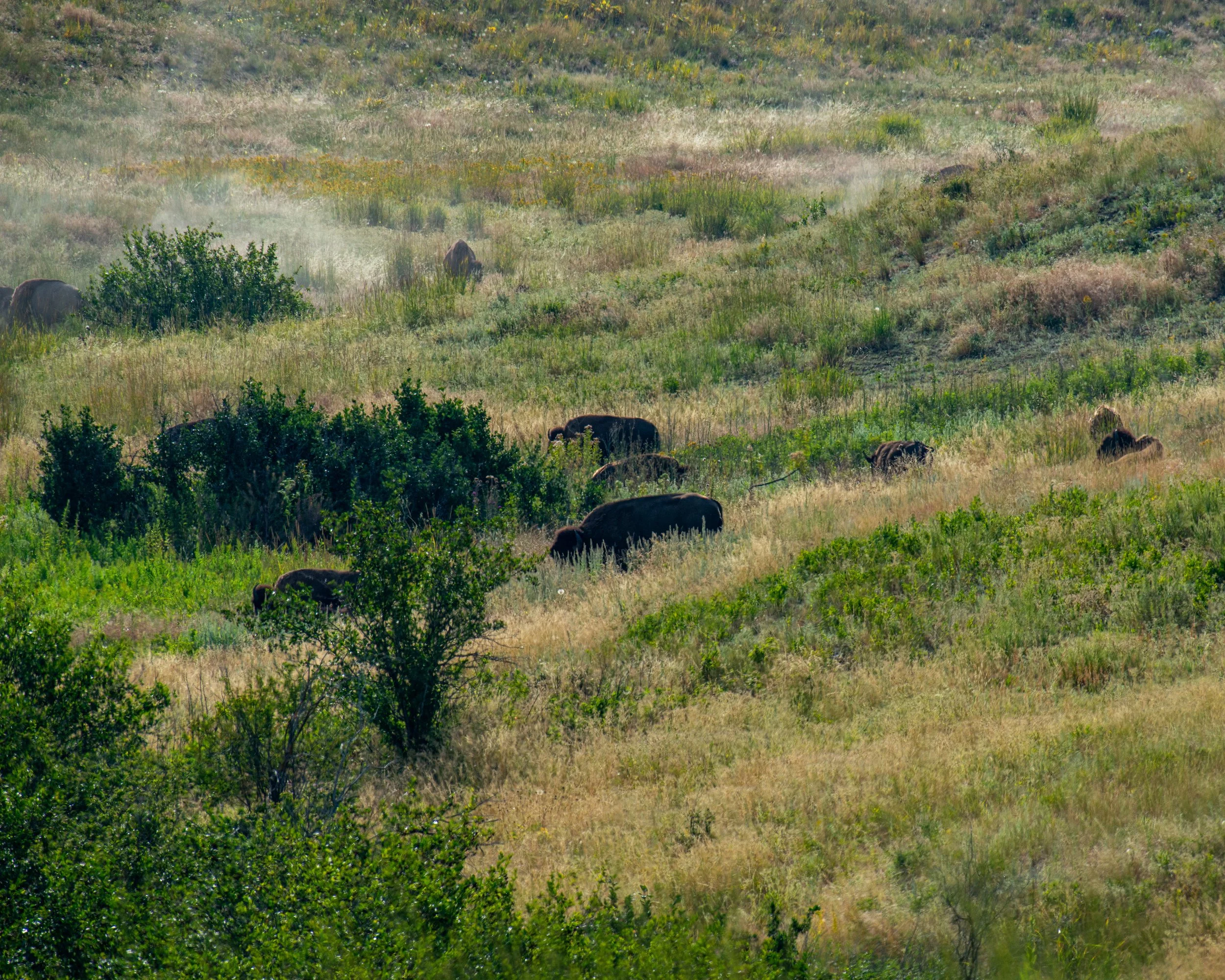 CSKT Bison Range-23.jpg
