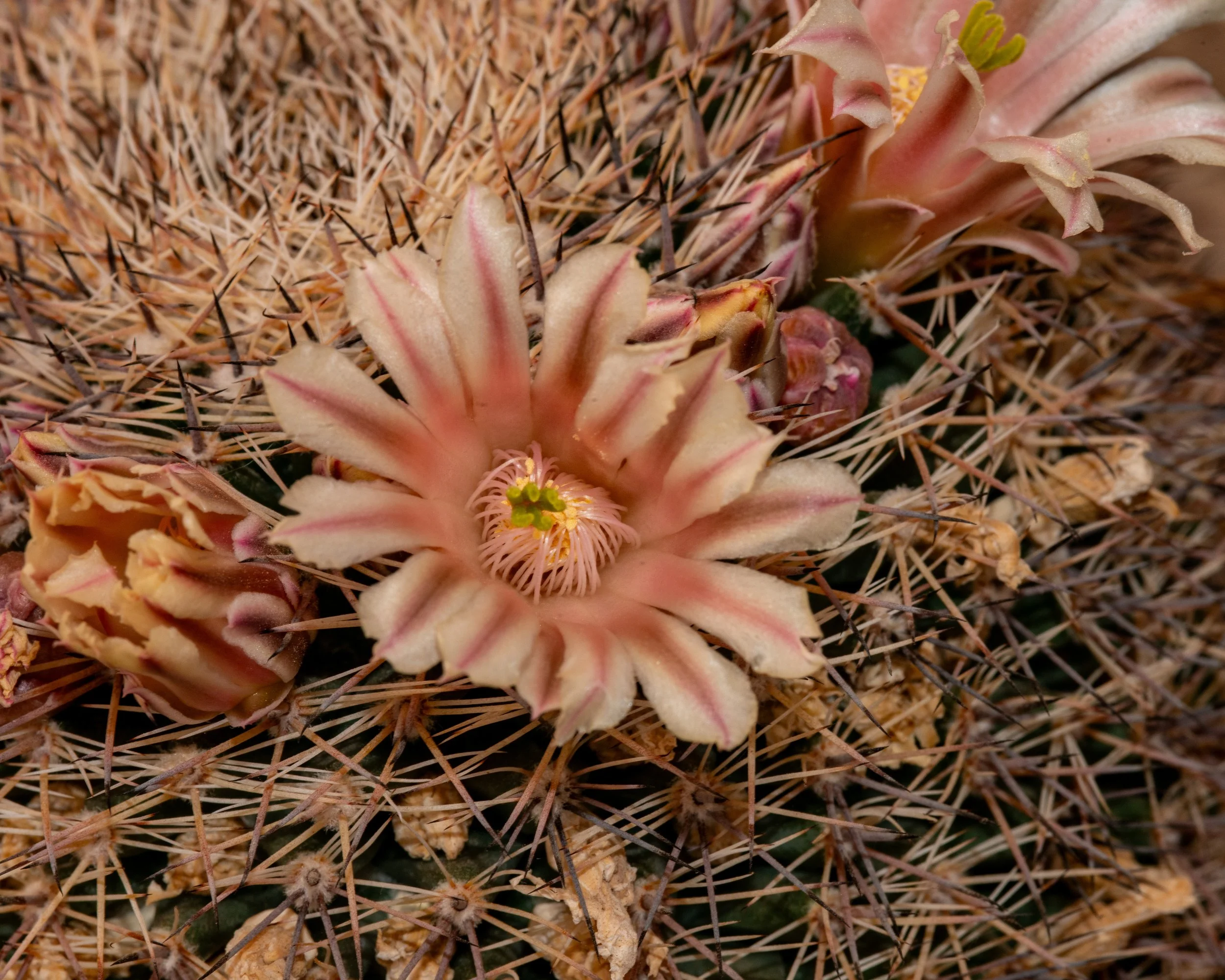 Chihuahuan Desert NC-82.jpg