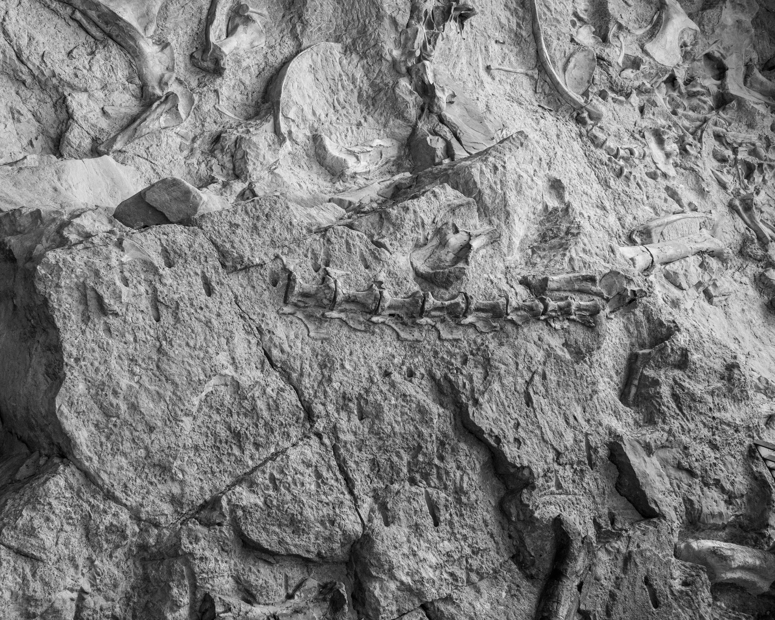 Dinosaur NM-90.jpg