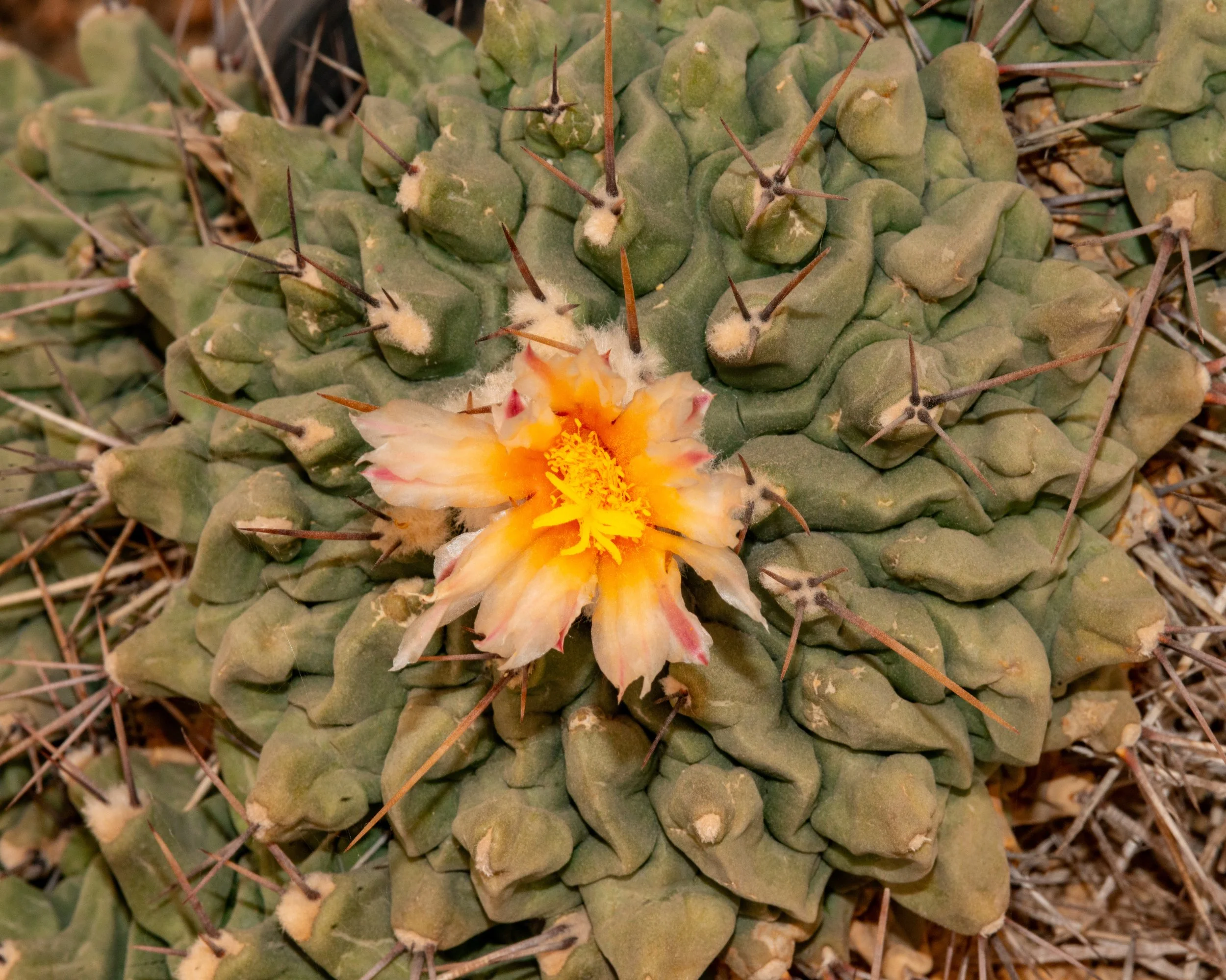 Chihuahuan Desert NC-139.jpg