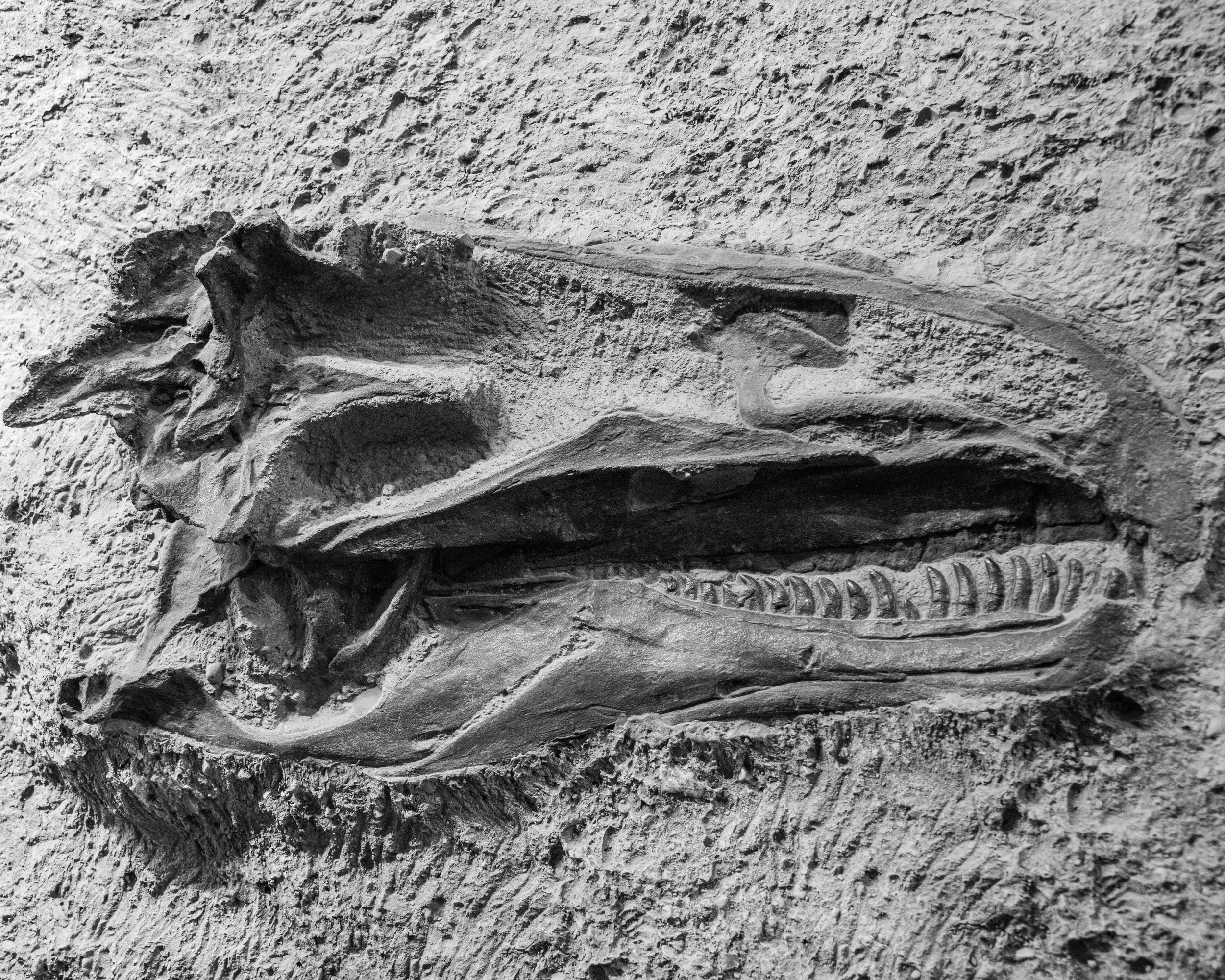 Dinosaur NM-113.jpg