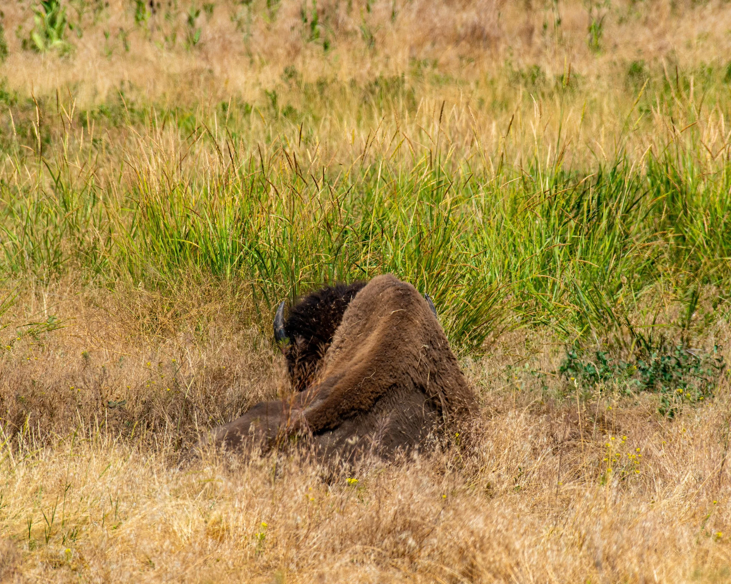 CSKT Bison Range-78.jpg