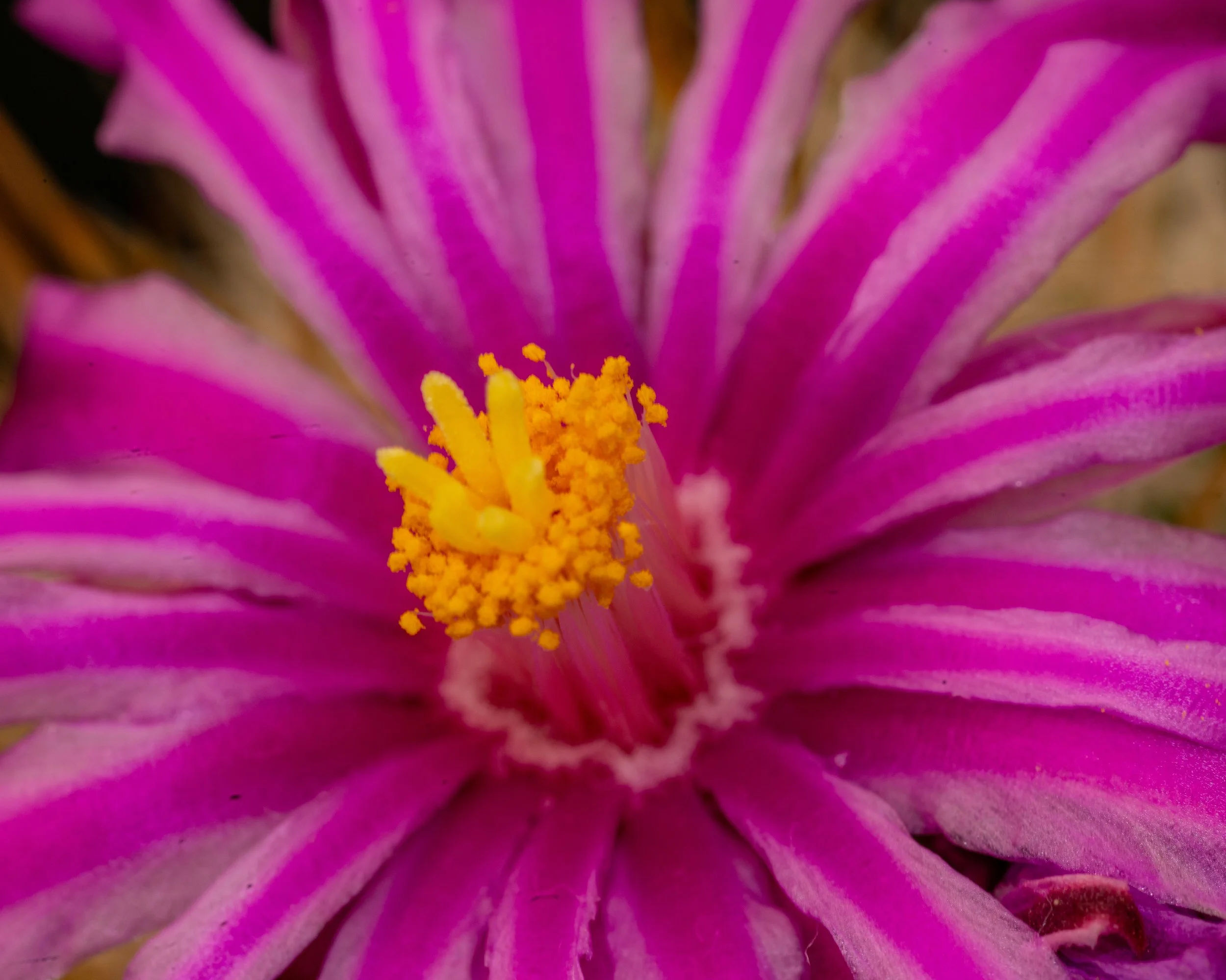 Chihuahuan Desert NC-36.jpg