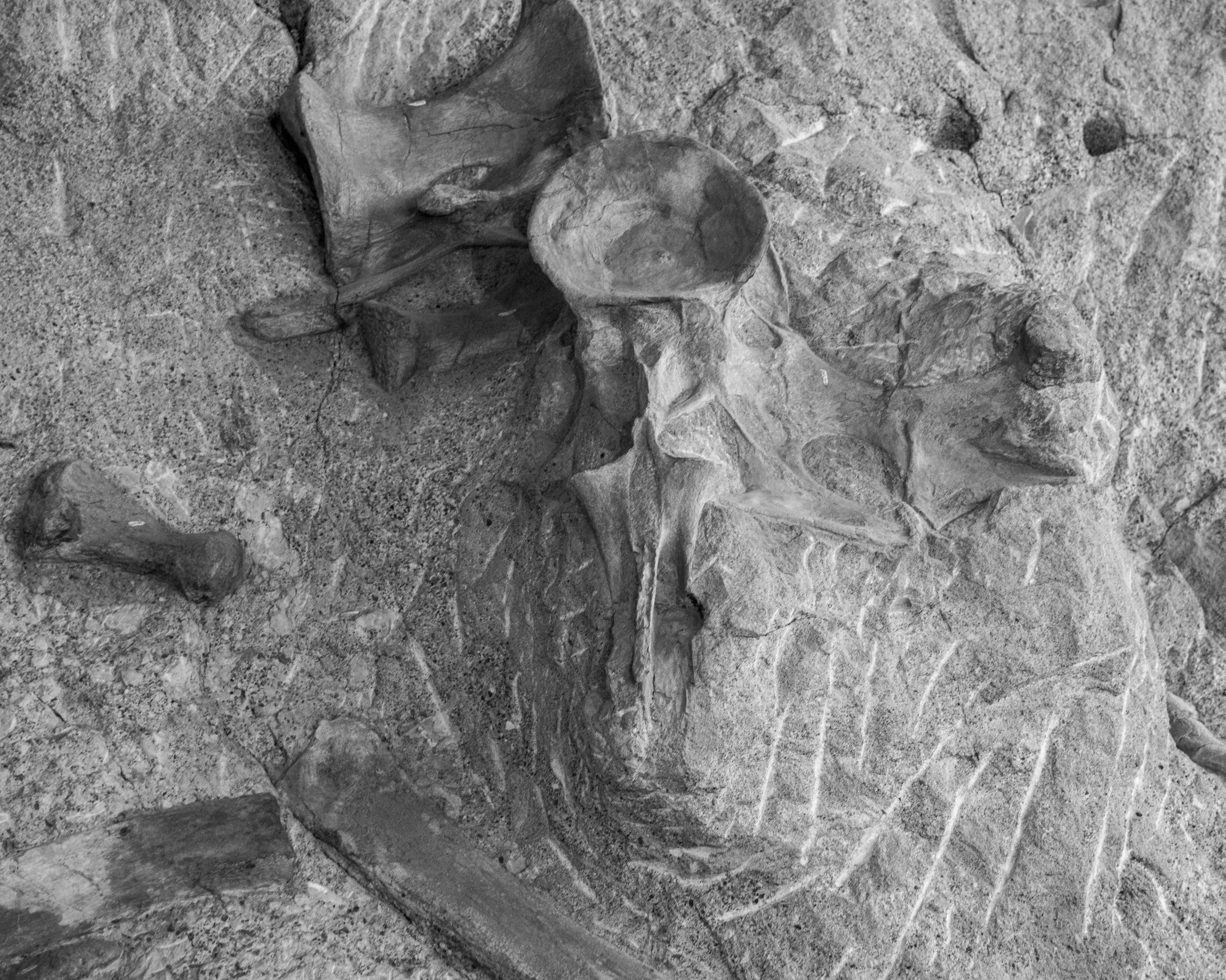 Dinosaur NM-88.jpg