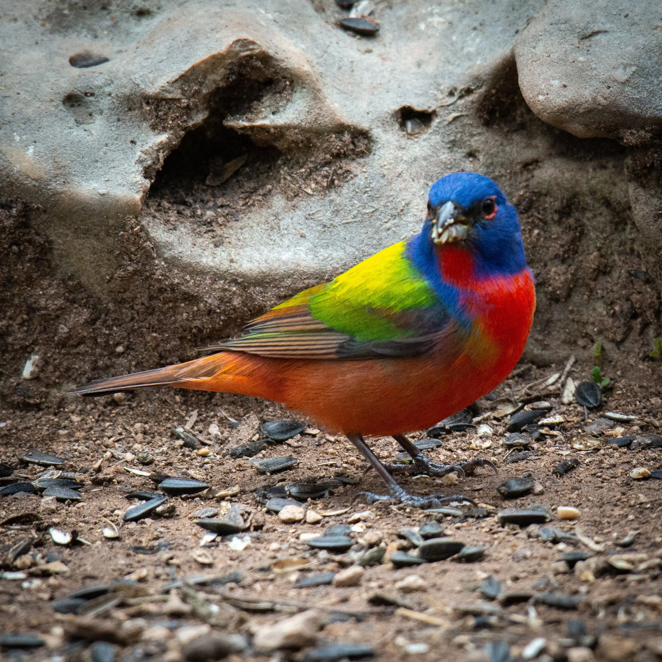 Jeansonne Photography-Painted Bunting Male-19.jpg