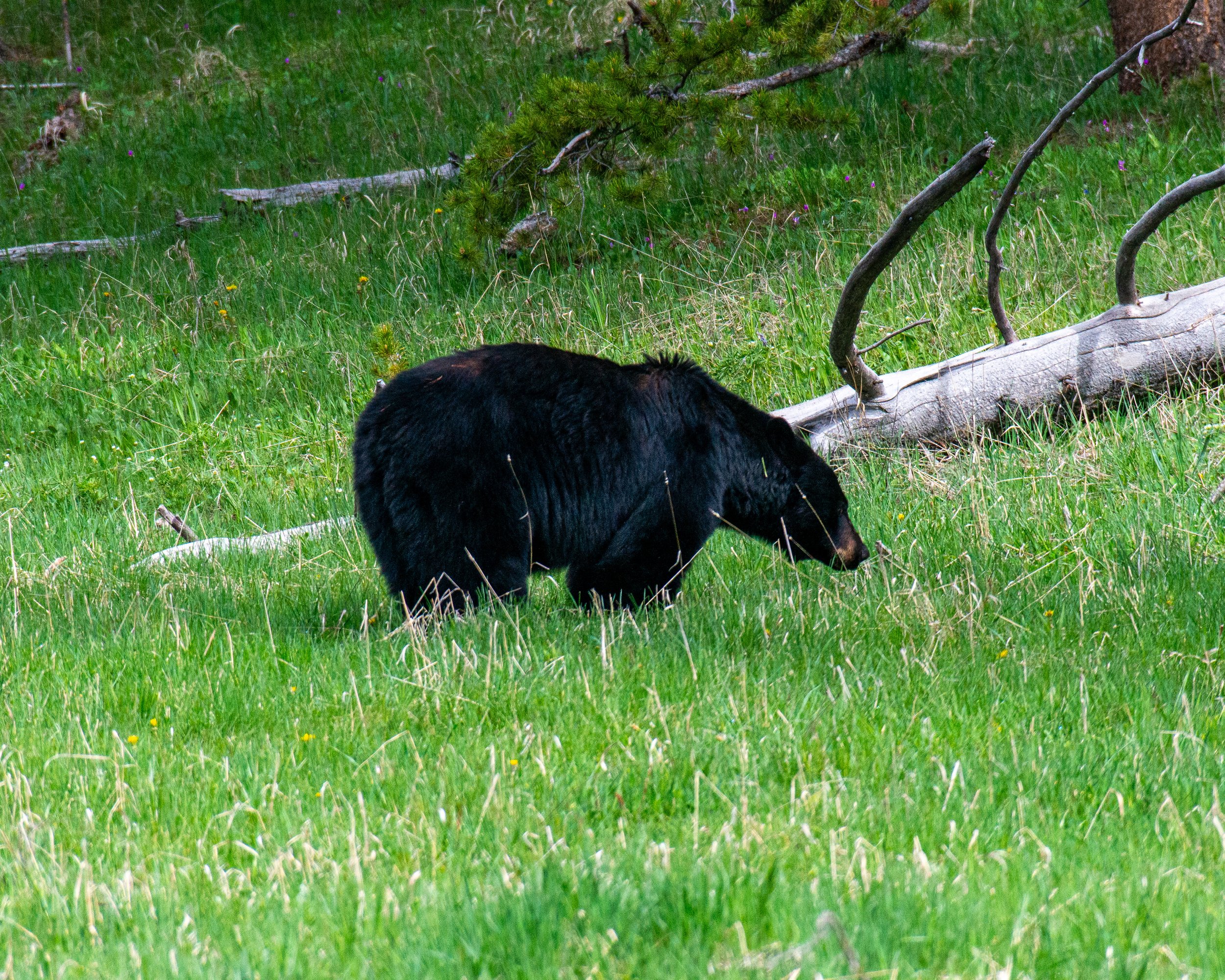 Yellowstone NP-939.jpg