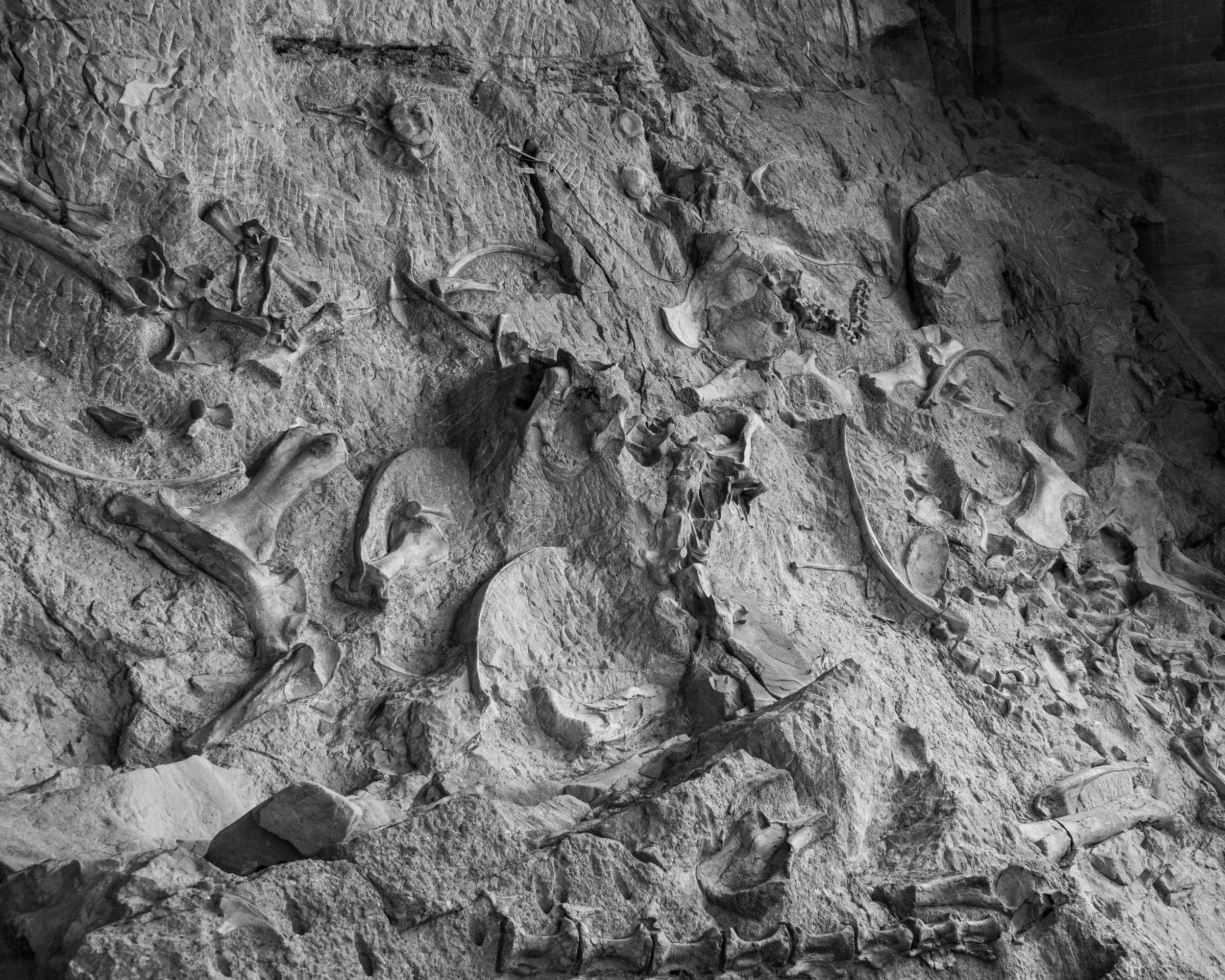 Dinosaur NM-79.jpg