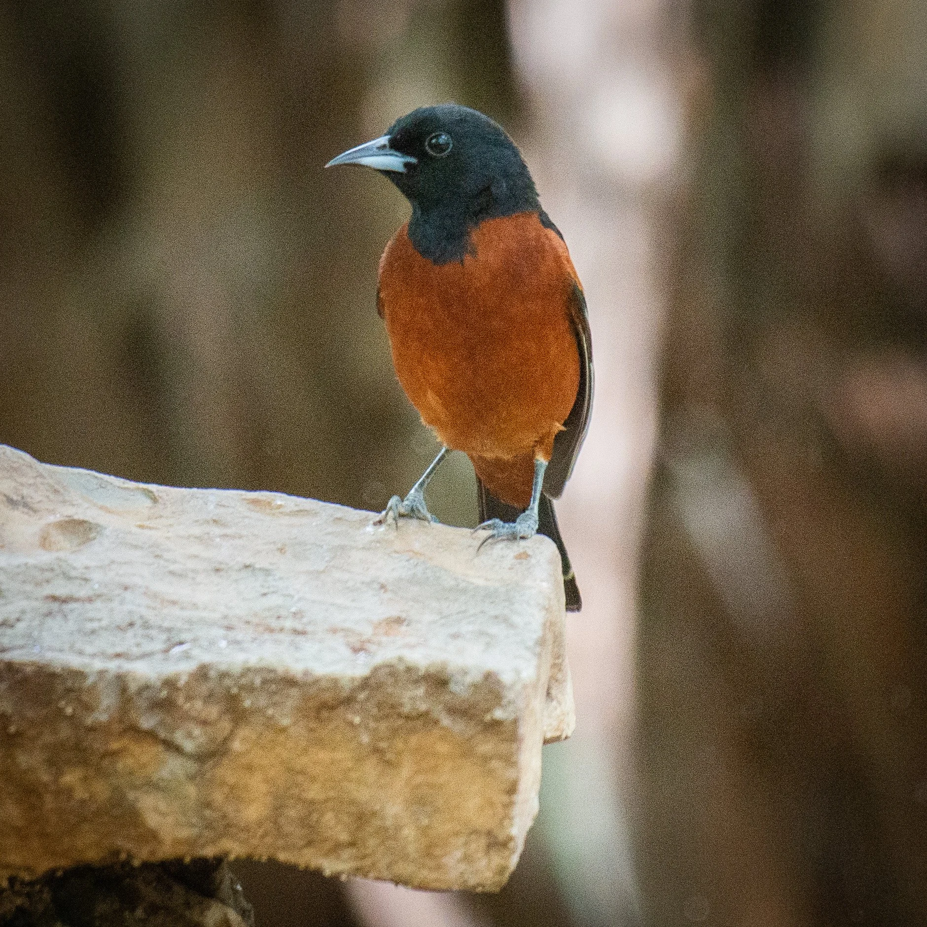 Jeansonne Photography-Orchard Oriole Male-16.jpg