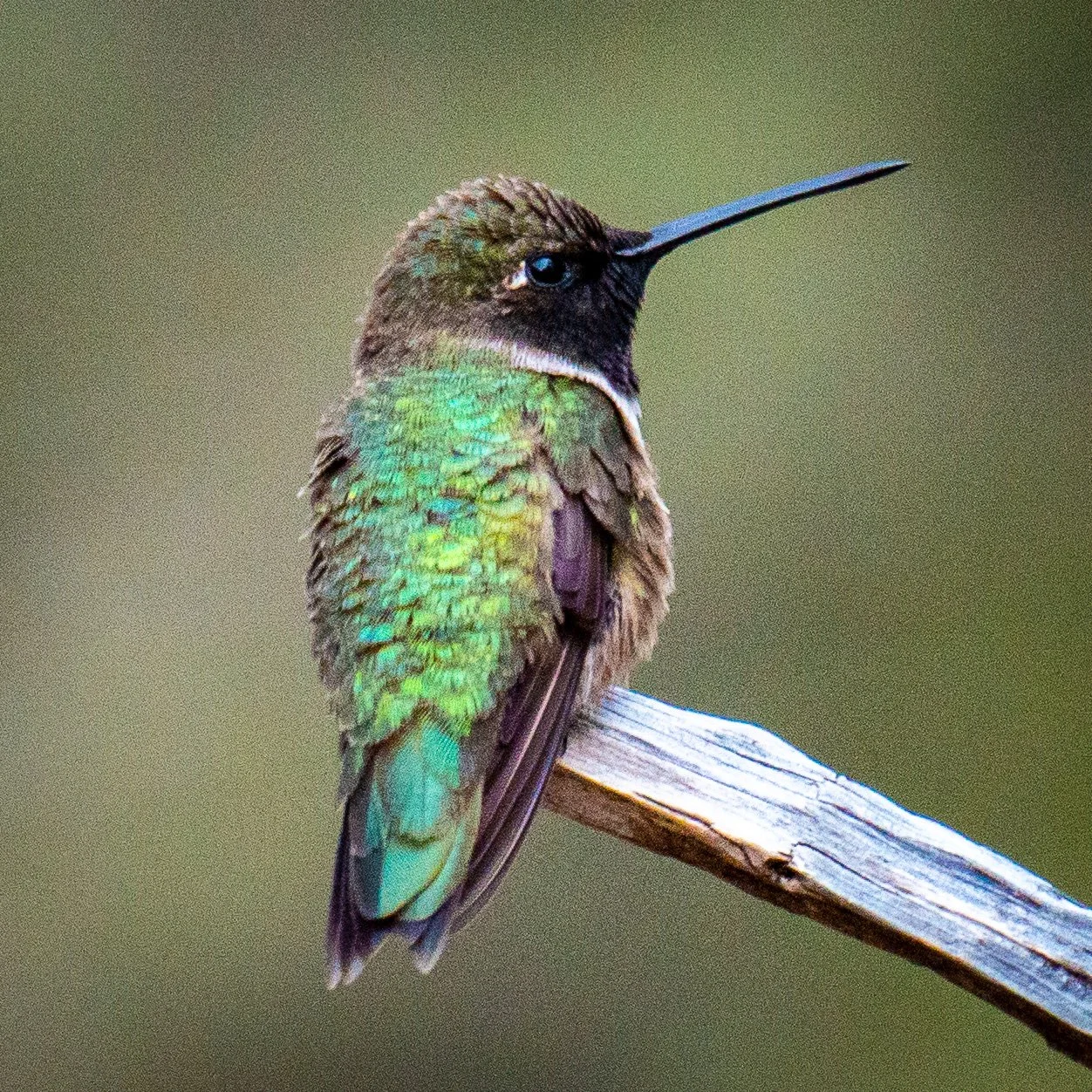 Jeansonne Photography-Black-chinned Hummingbird-10.jpg