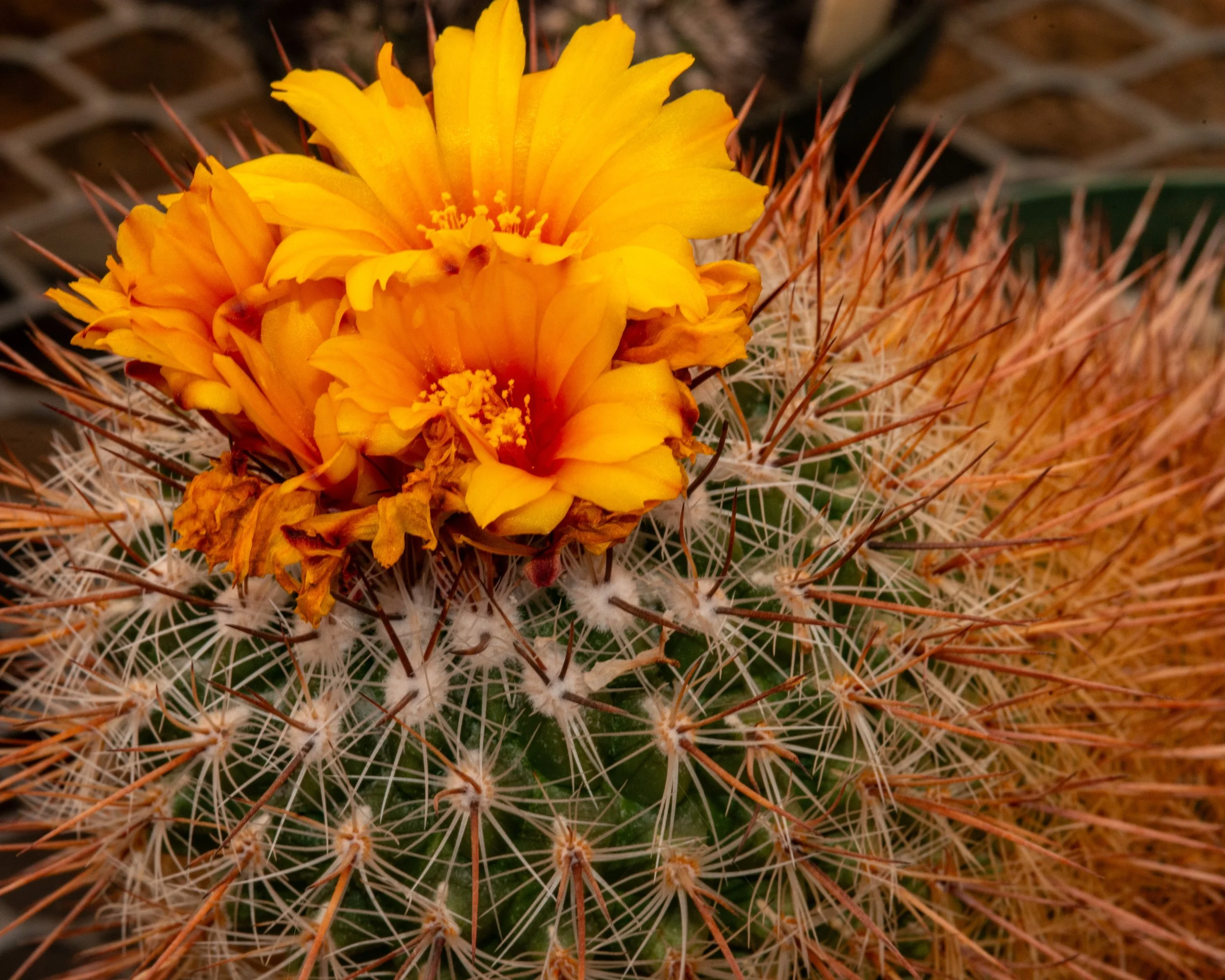 Chihuahuan Desert NC-128.jpg