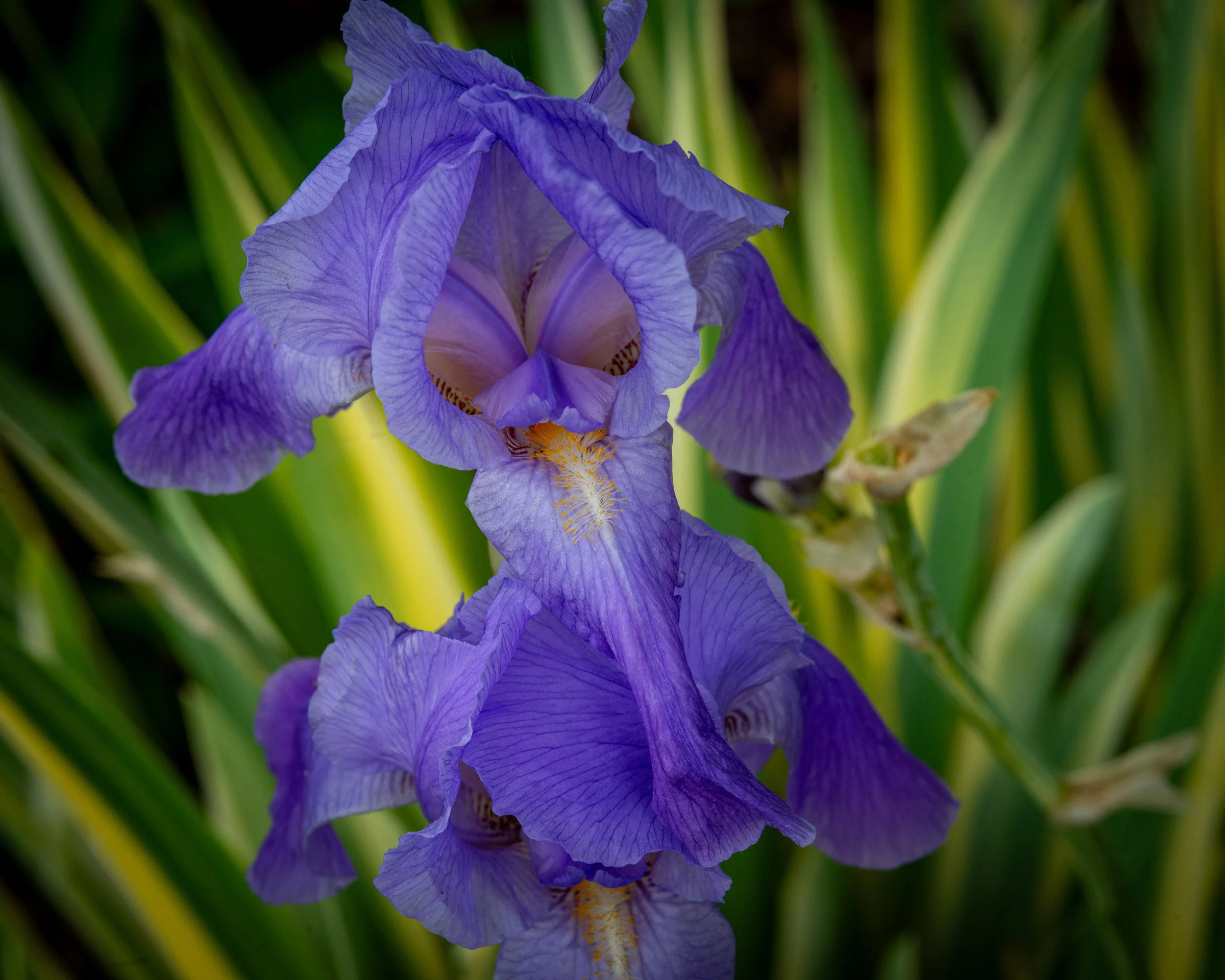 Fernie Flowers-333.jpg