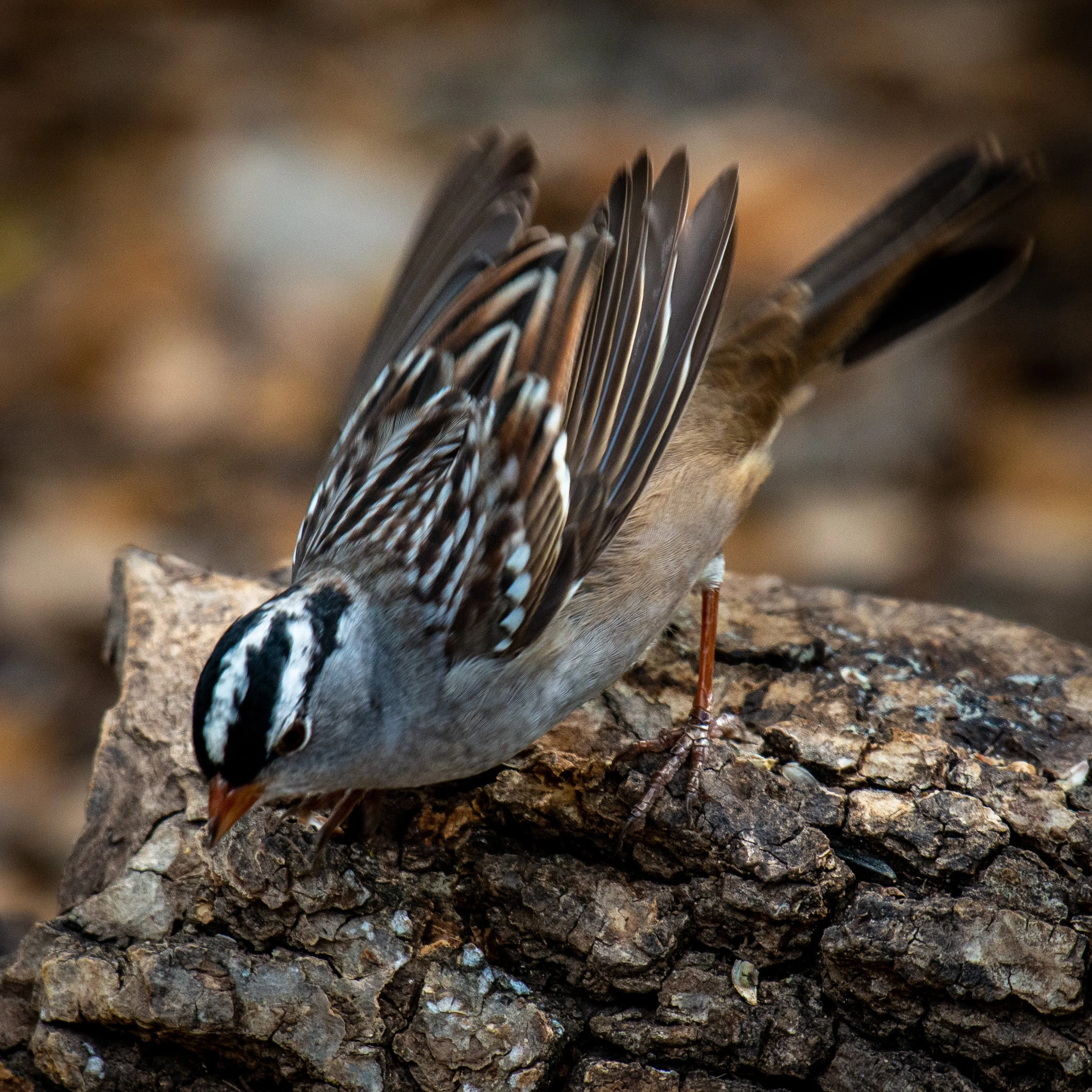 Jeansonne Photography-White-crowned Sparrow-20.jpg